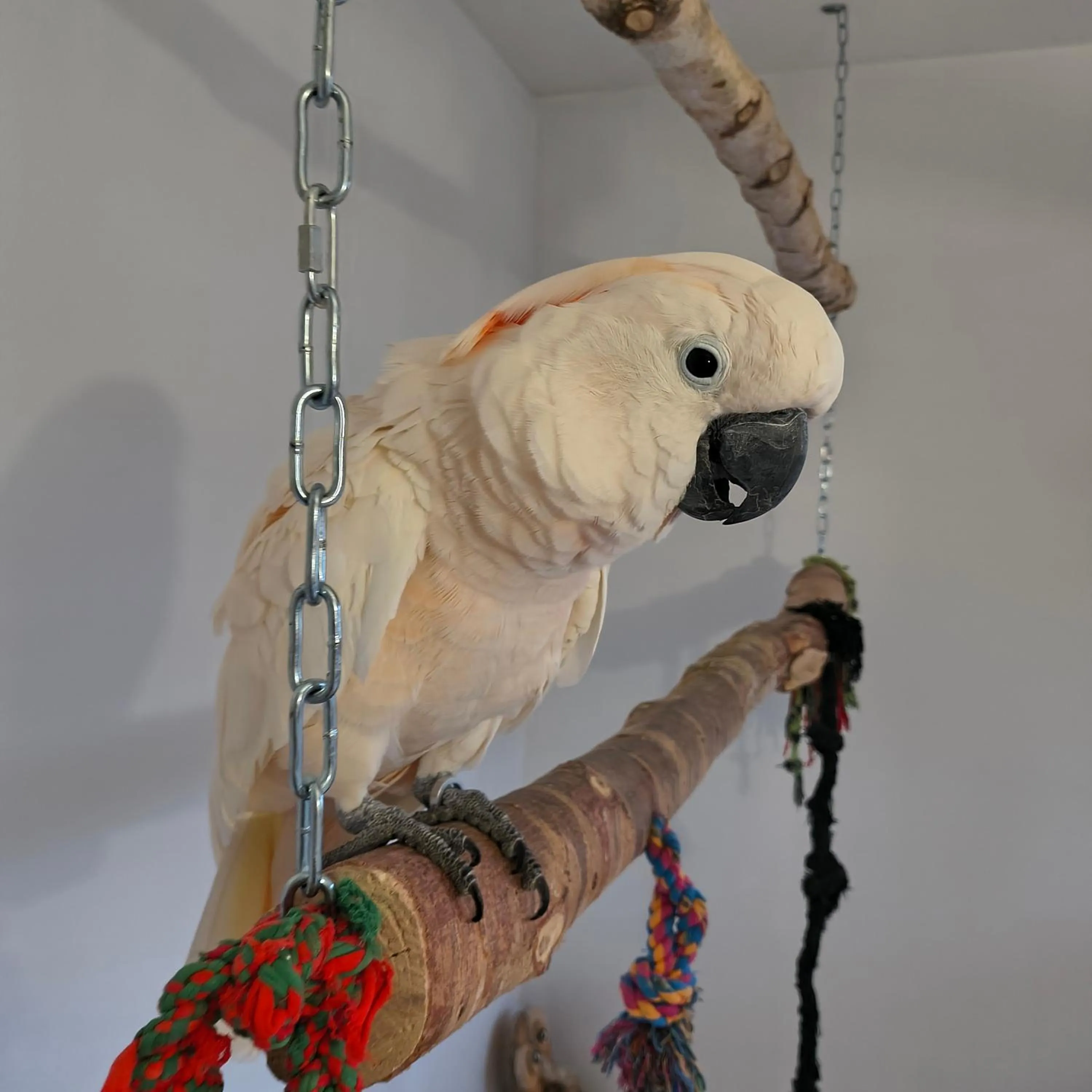 Animals in La Girouardière