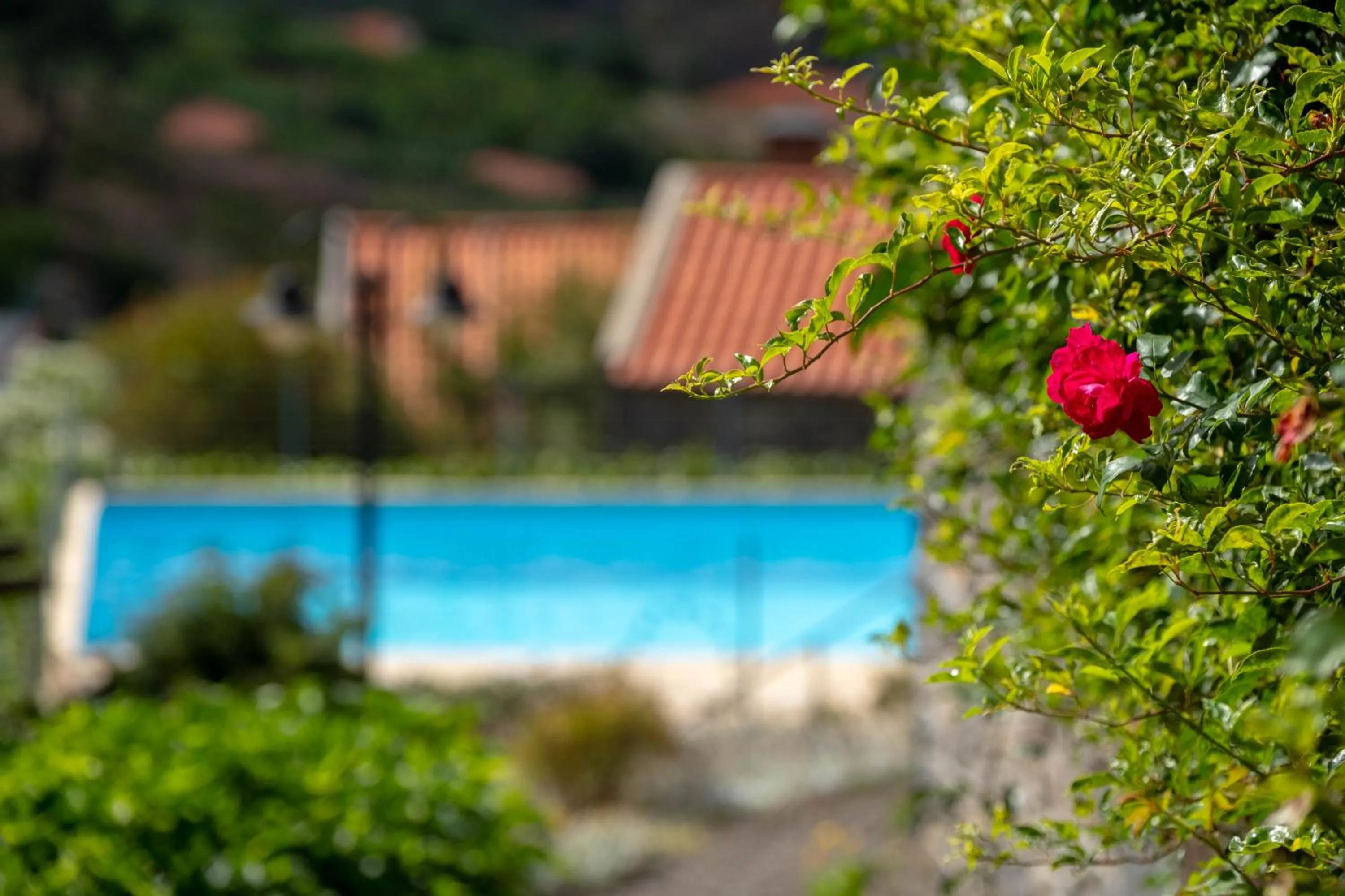 Swimming pool in Quinta das Vinhas
