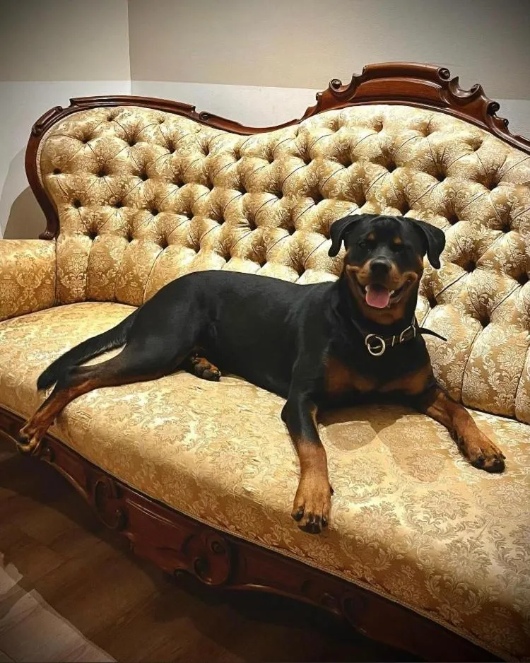 Pets in Granlunda Gård