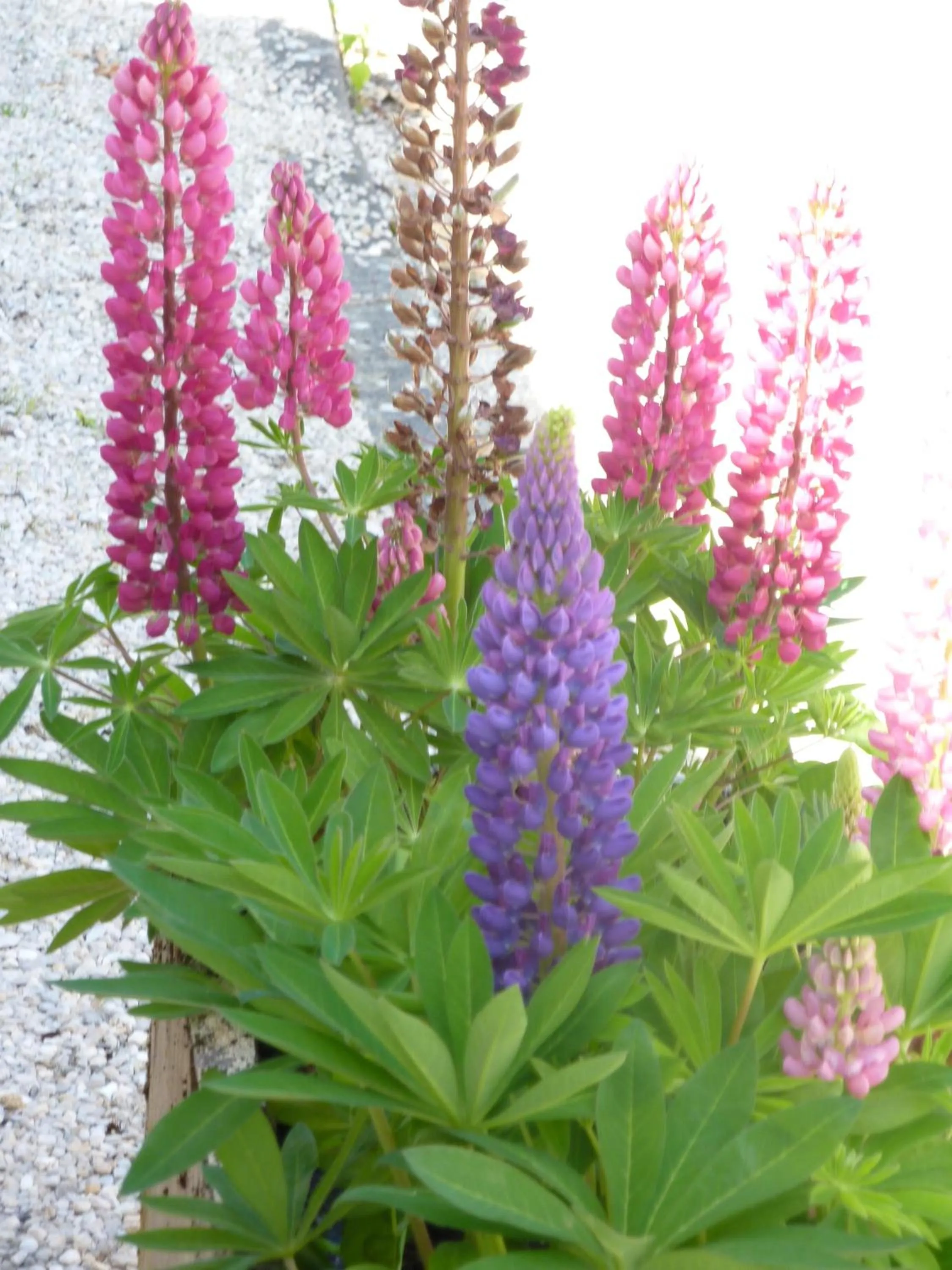Garden in Lac'Hotel France