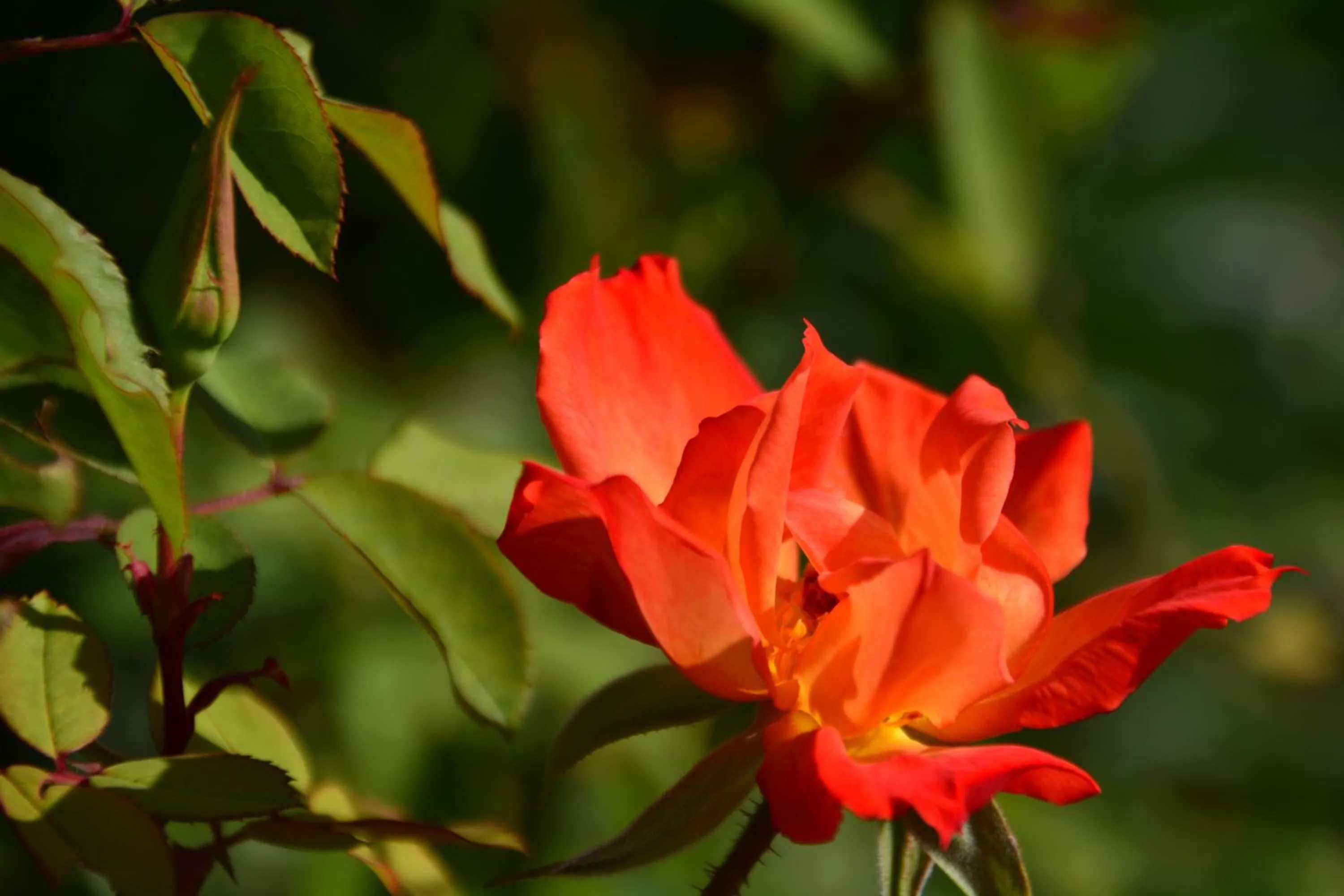 Garden in Les Jardins de l'Ermitage