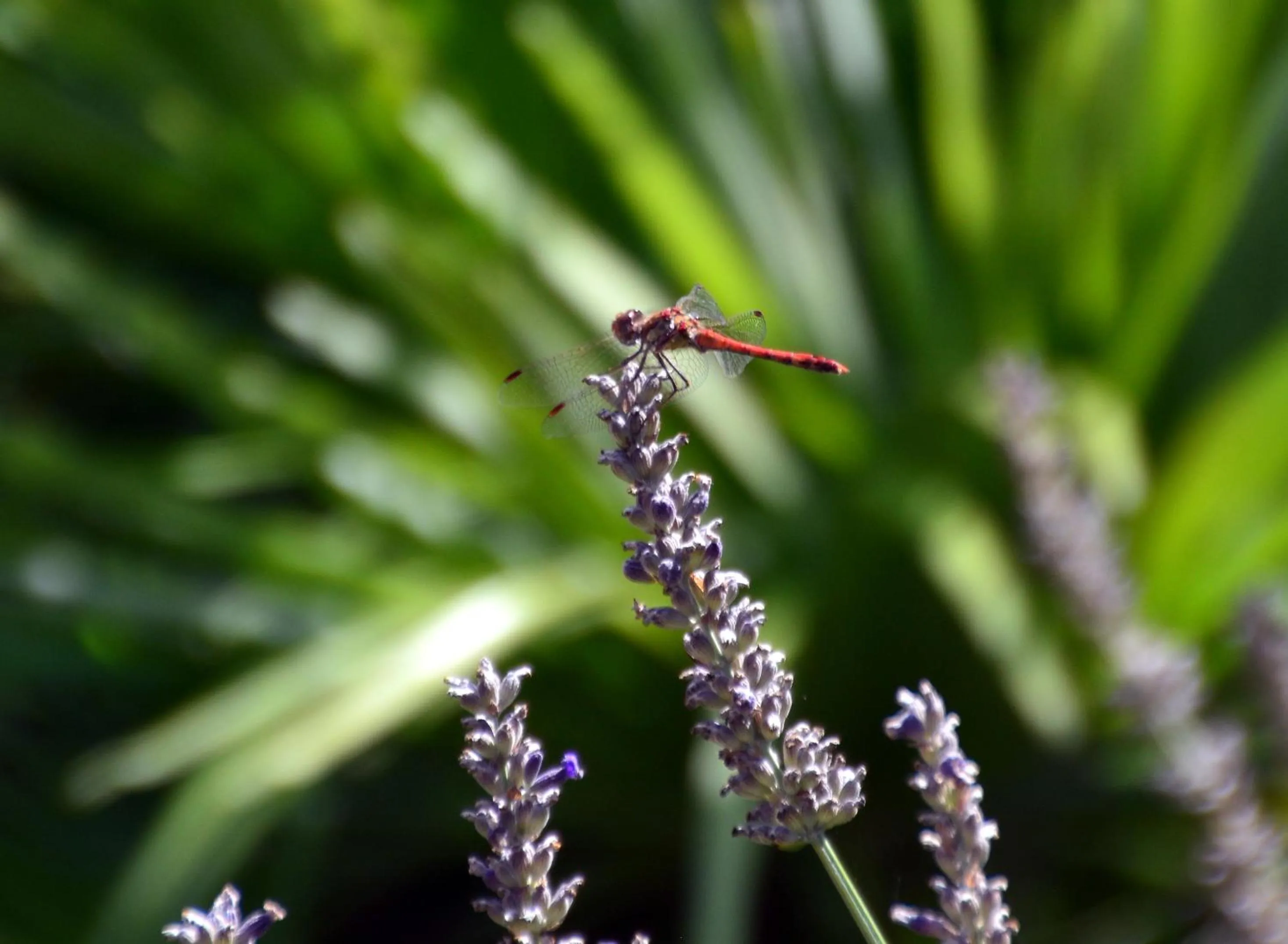 Garden in Les Jardins de l'Ermitage