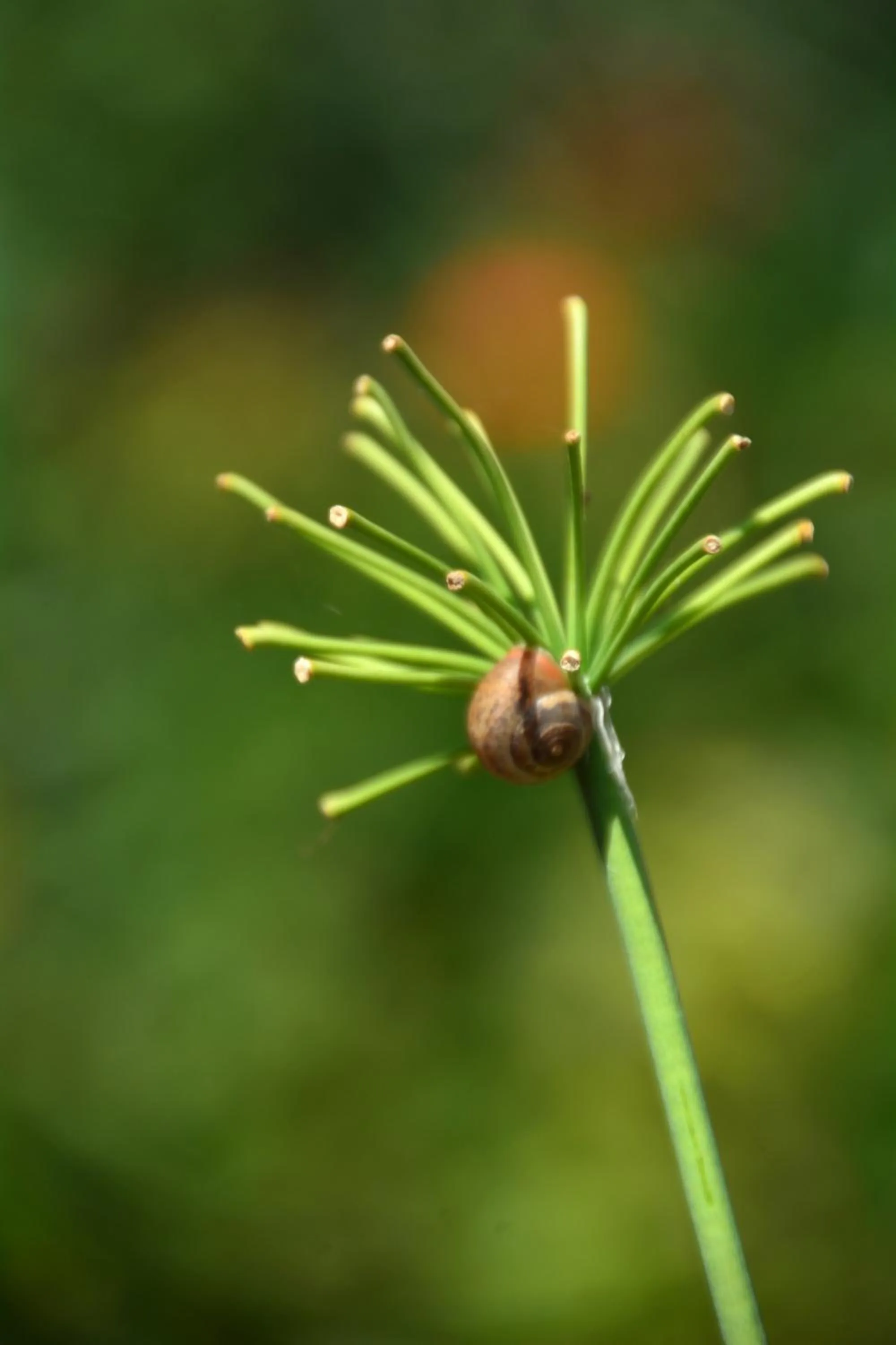 Garden in Les Jardins de l'Ermitage