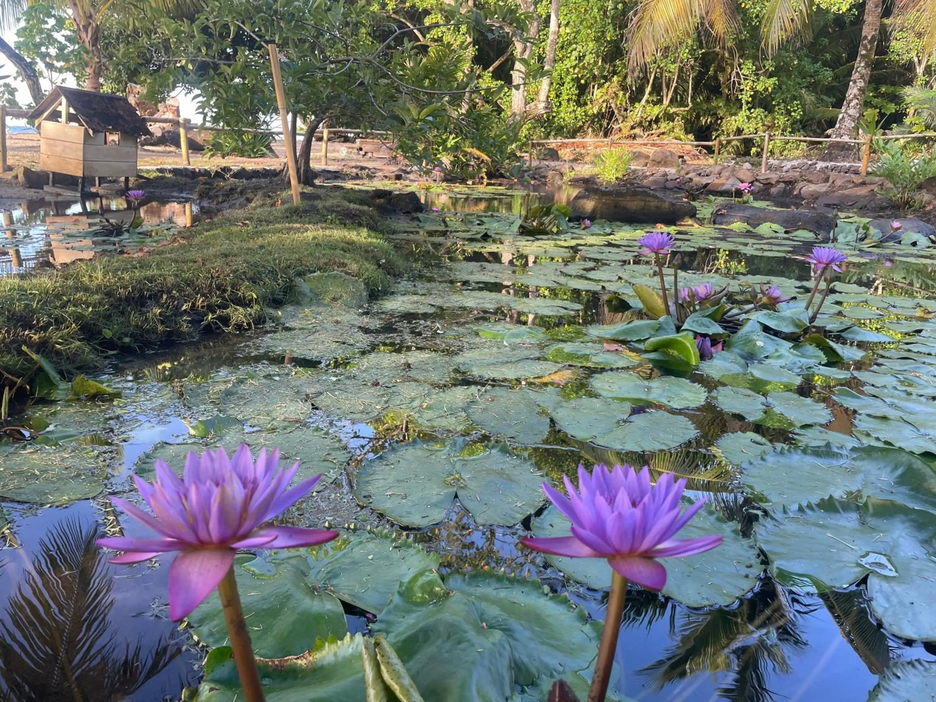 Garden in Fare Oviri Lodge