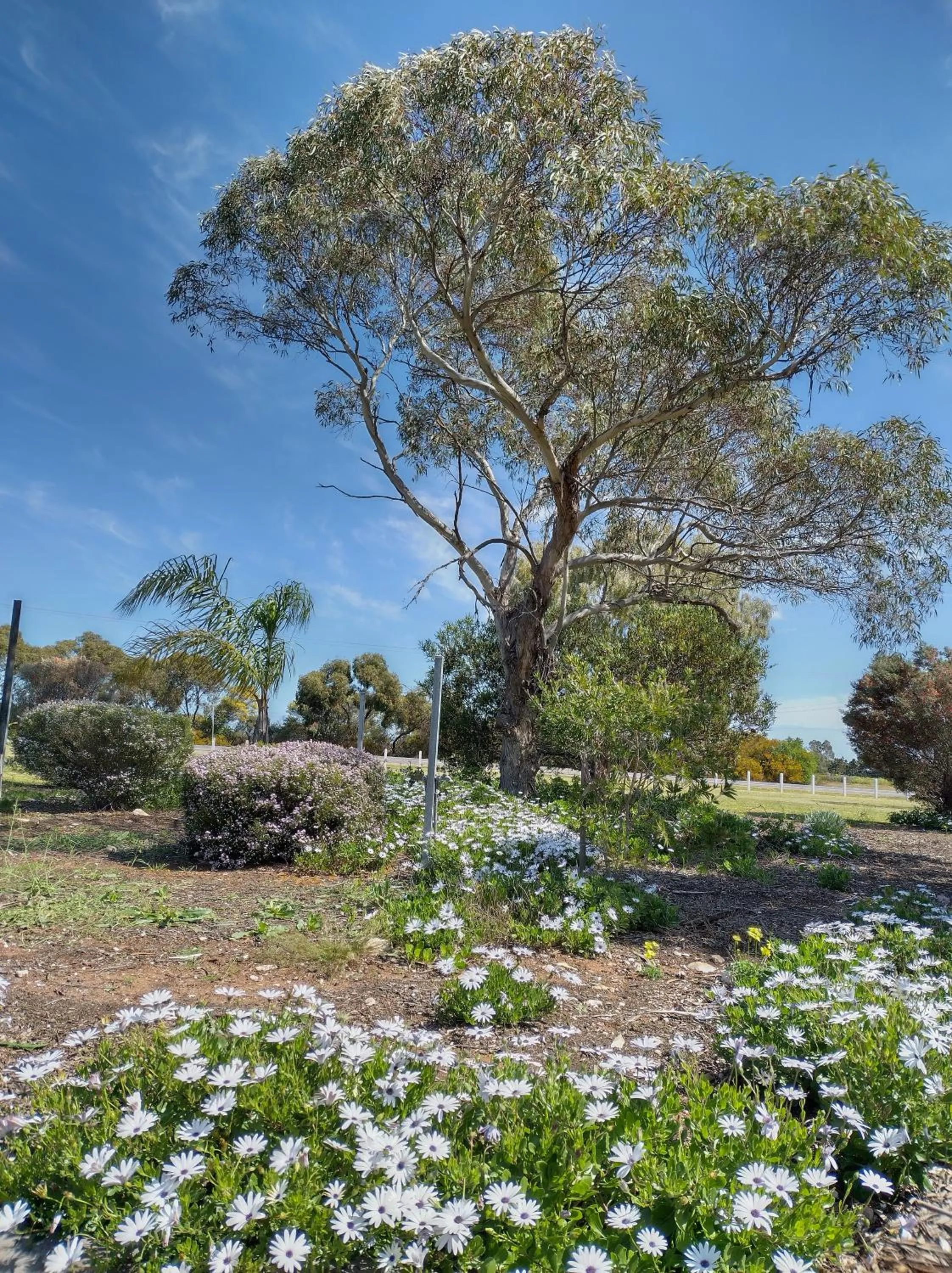 Garden view in Murray Bridge Motor Inn