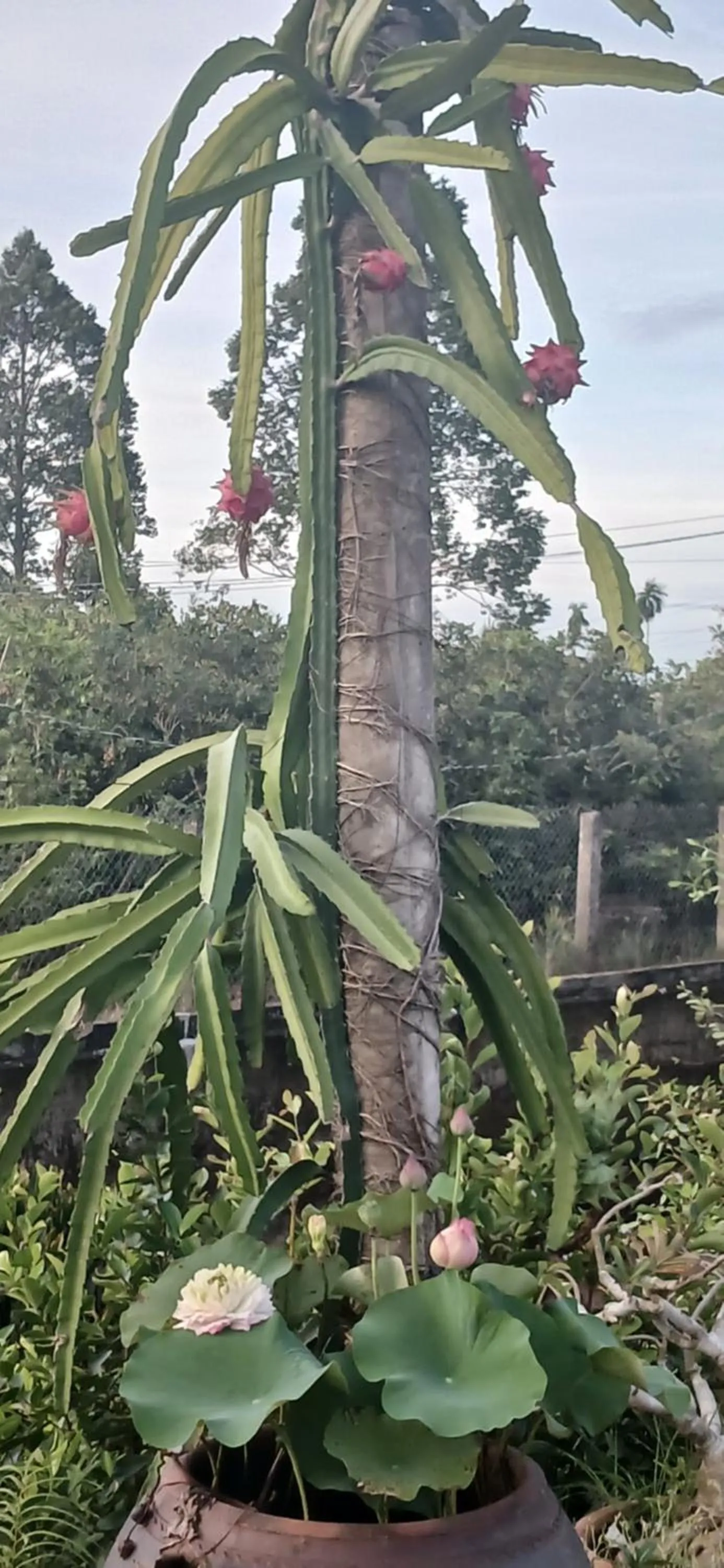 mekong riverside homestay