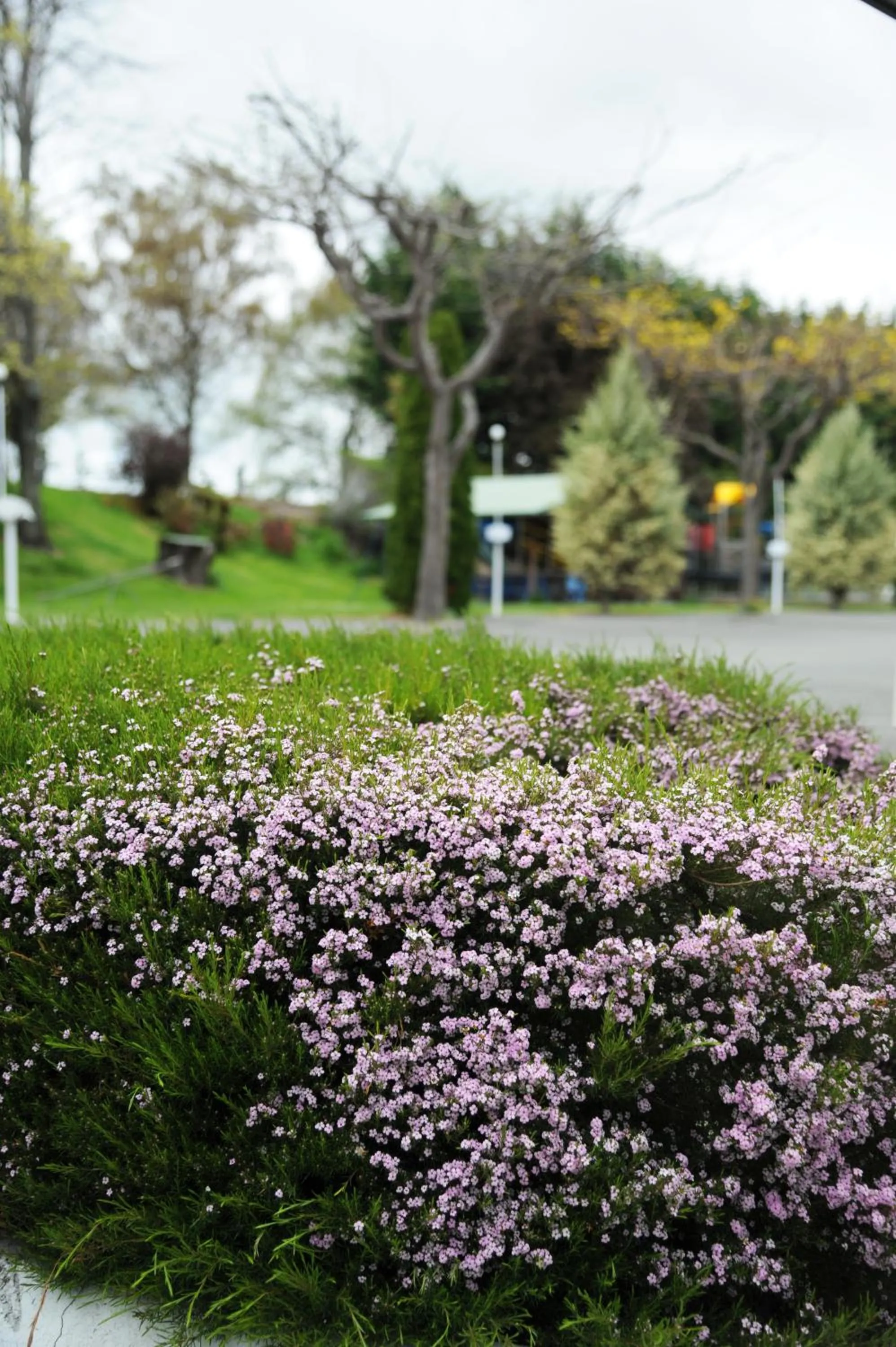 Spring in Blenheim Bridges Holiday Park