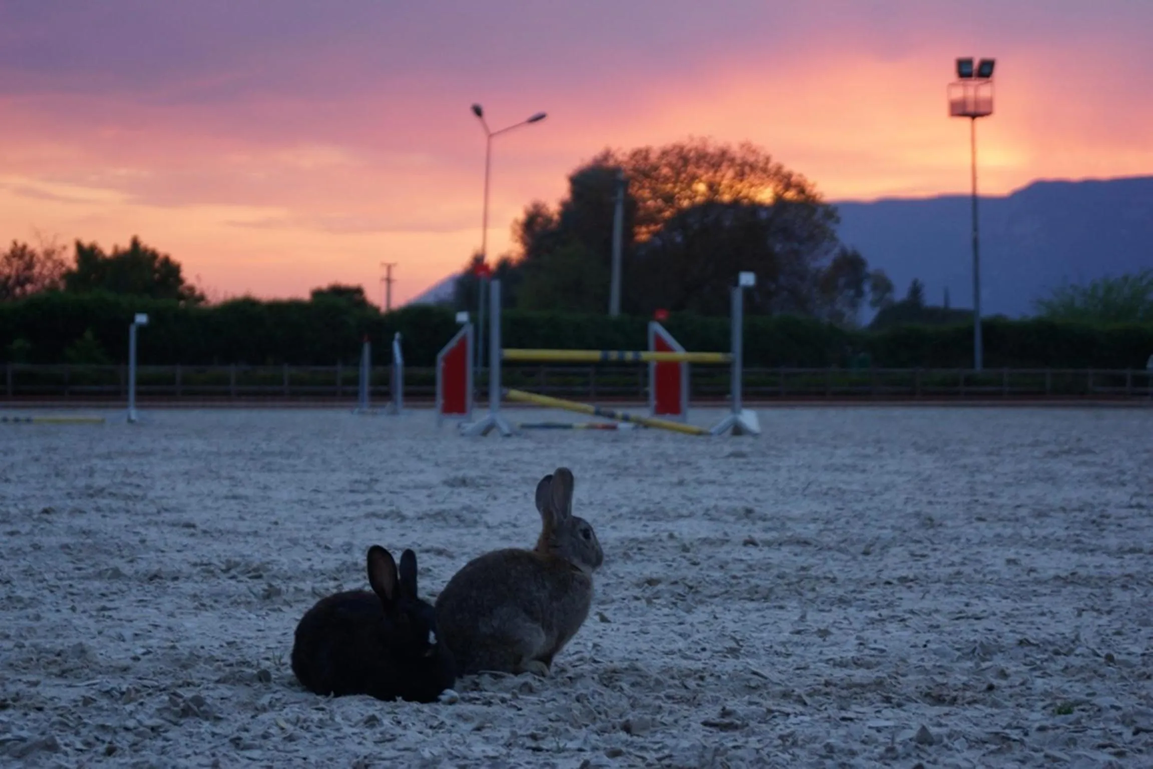 Pets in Padok Premium Hotel & Stables