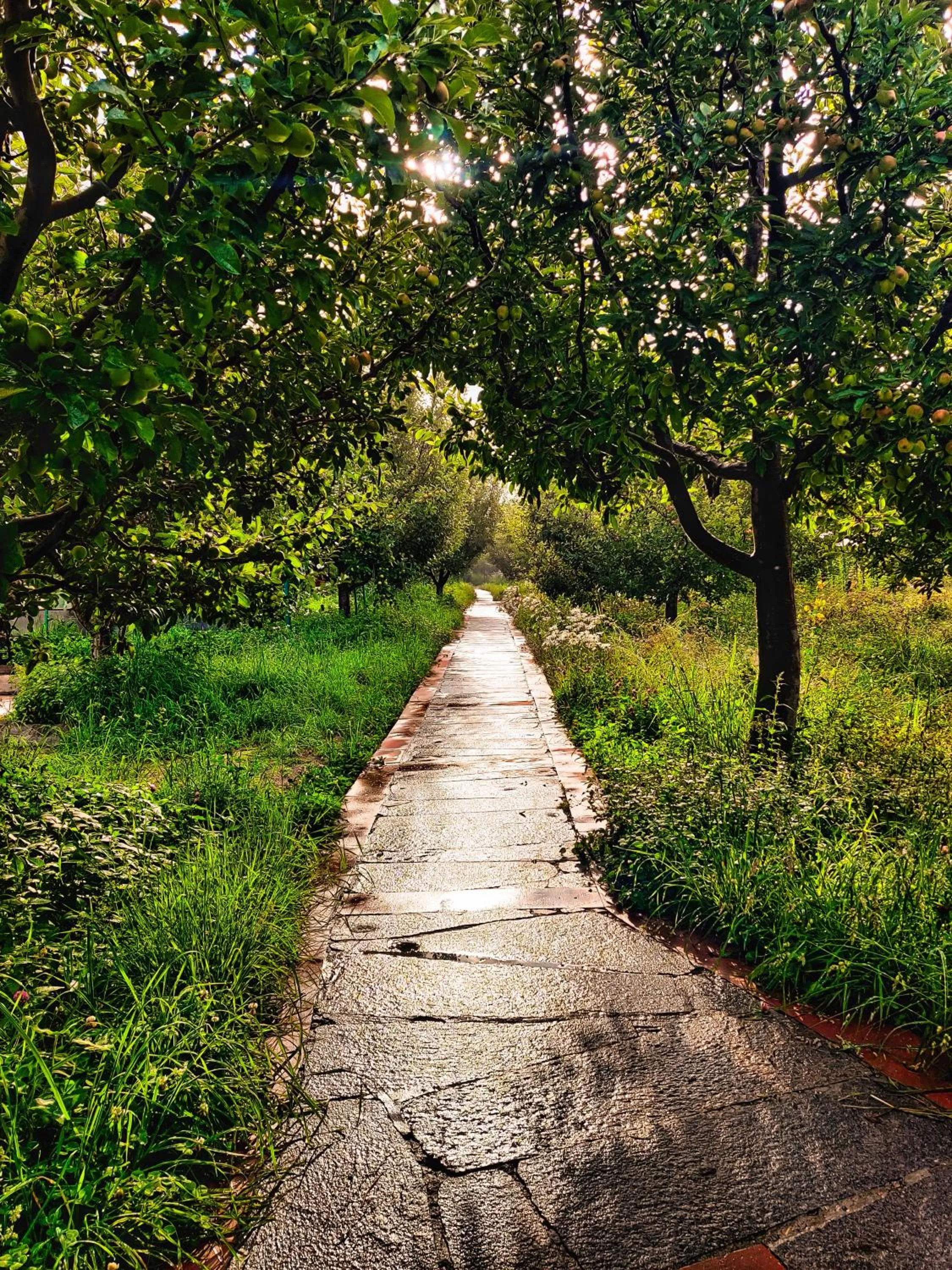 Garden in Banjara Camp and Retreat Sangla