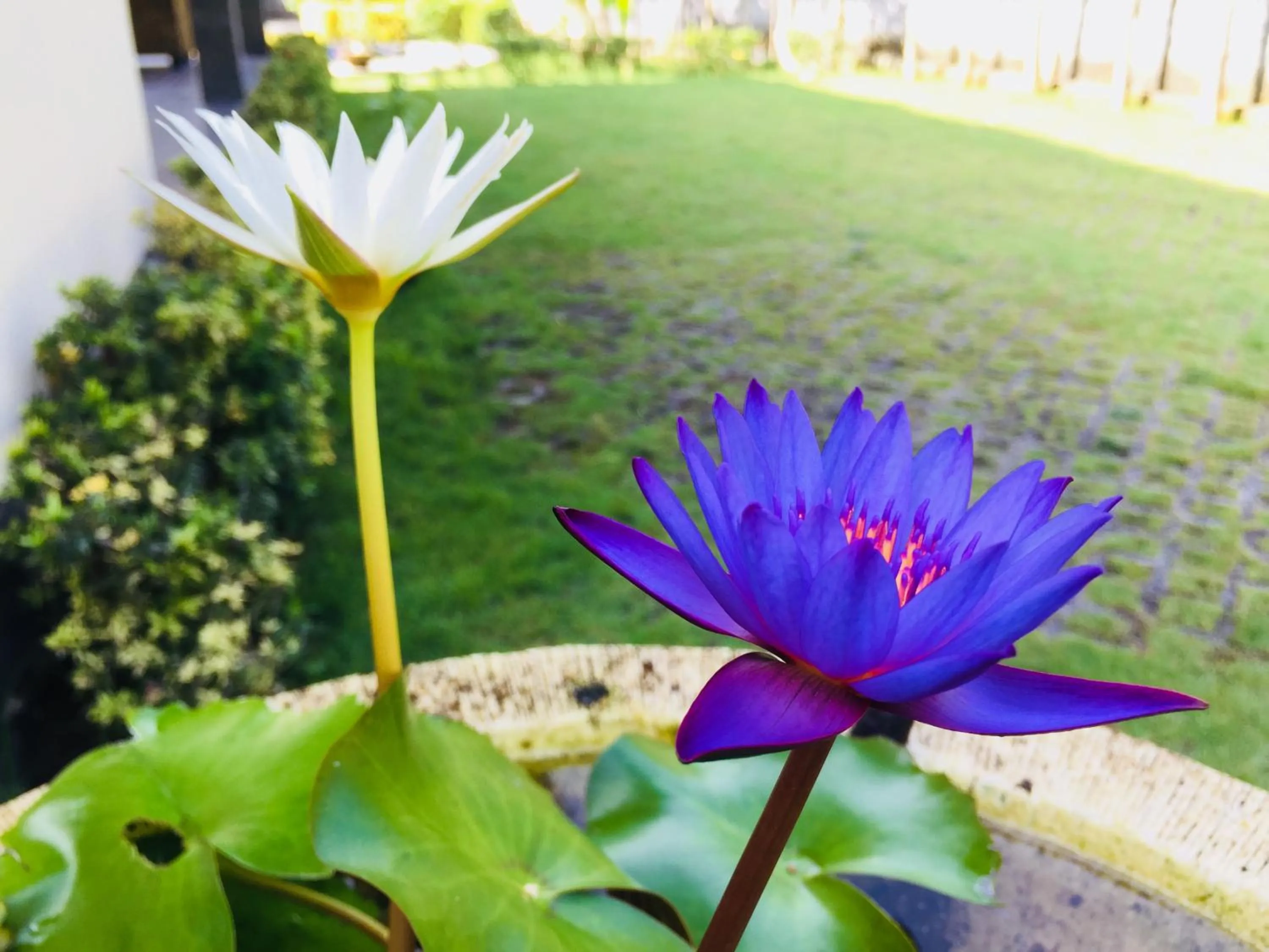 Garden in Mutiara Bali