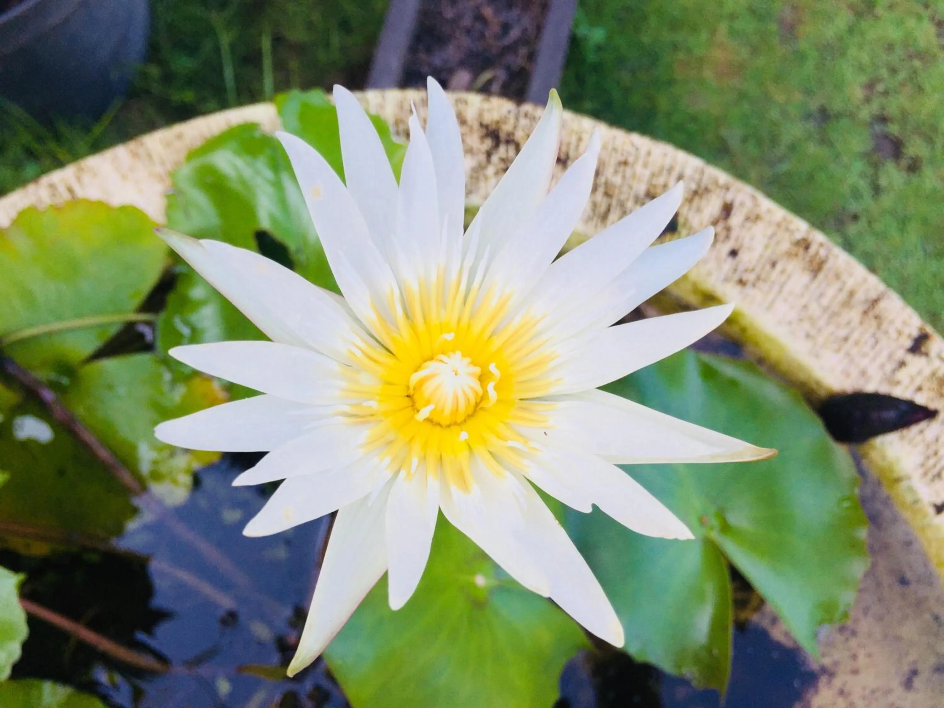 Garden in Mutiara Bali