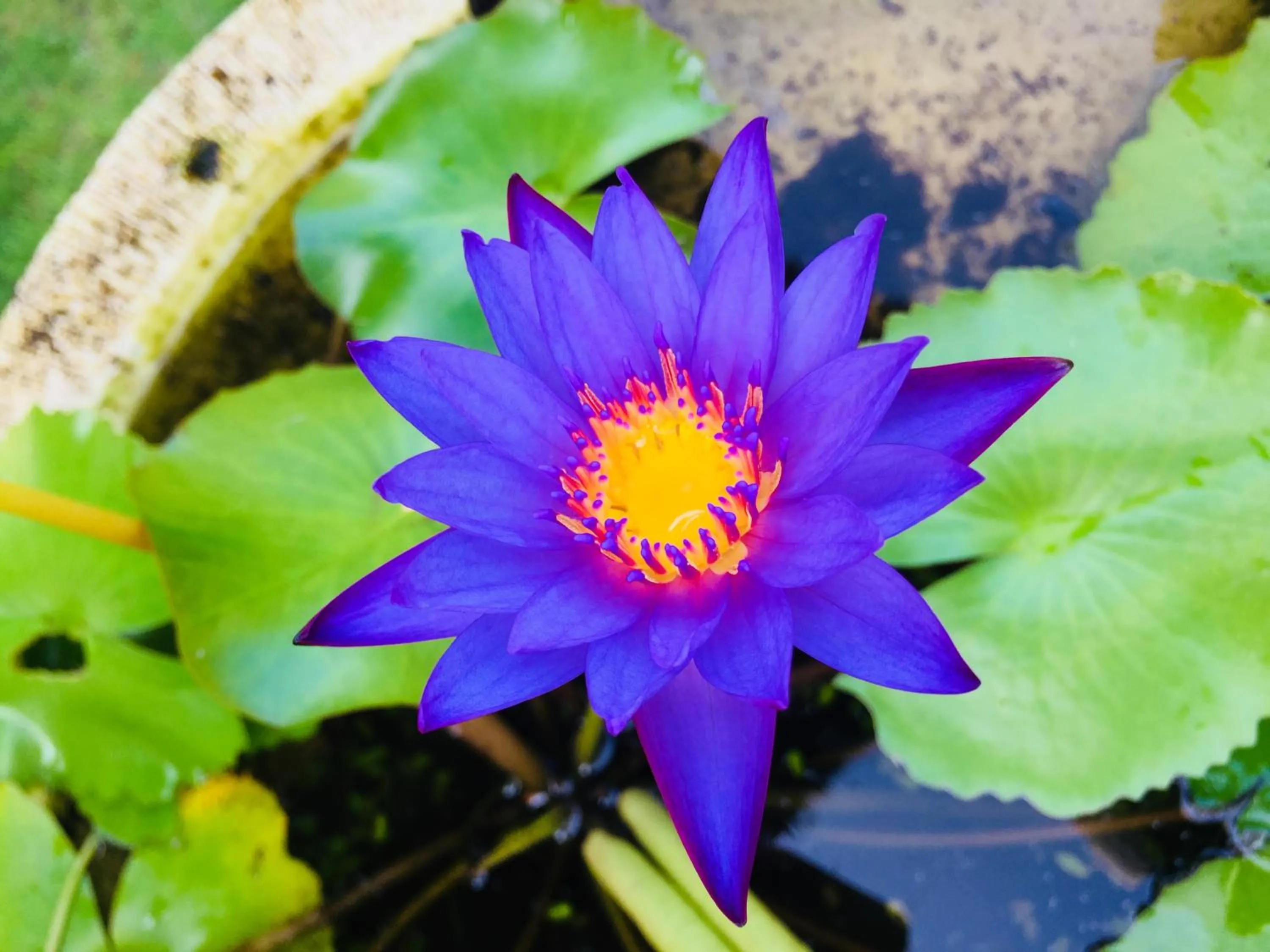 Garden in Mutiara Bali