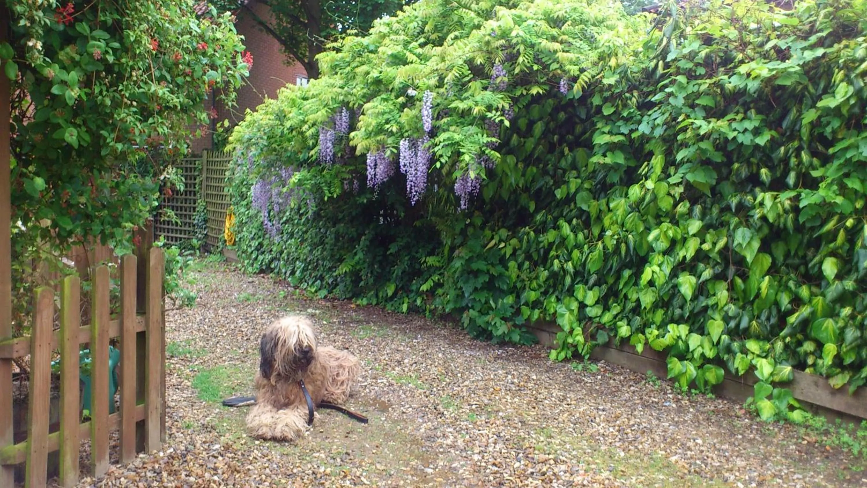 Pets in The Griffin Hotel