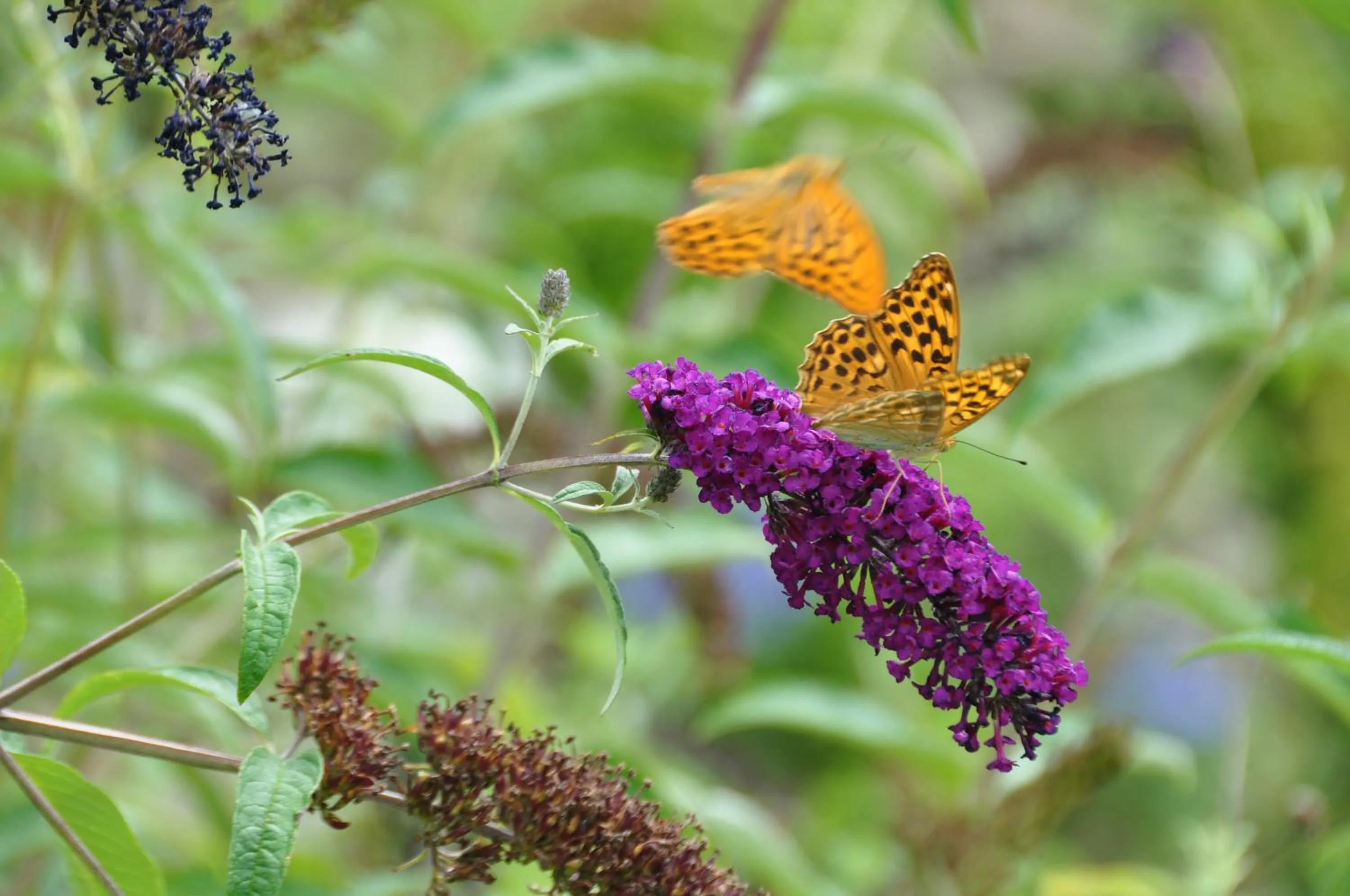 Garden in Mas du Perthus