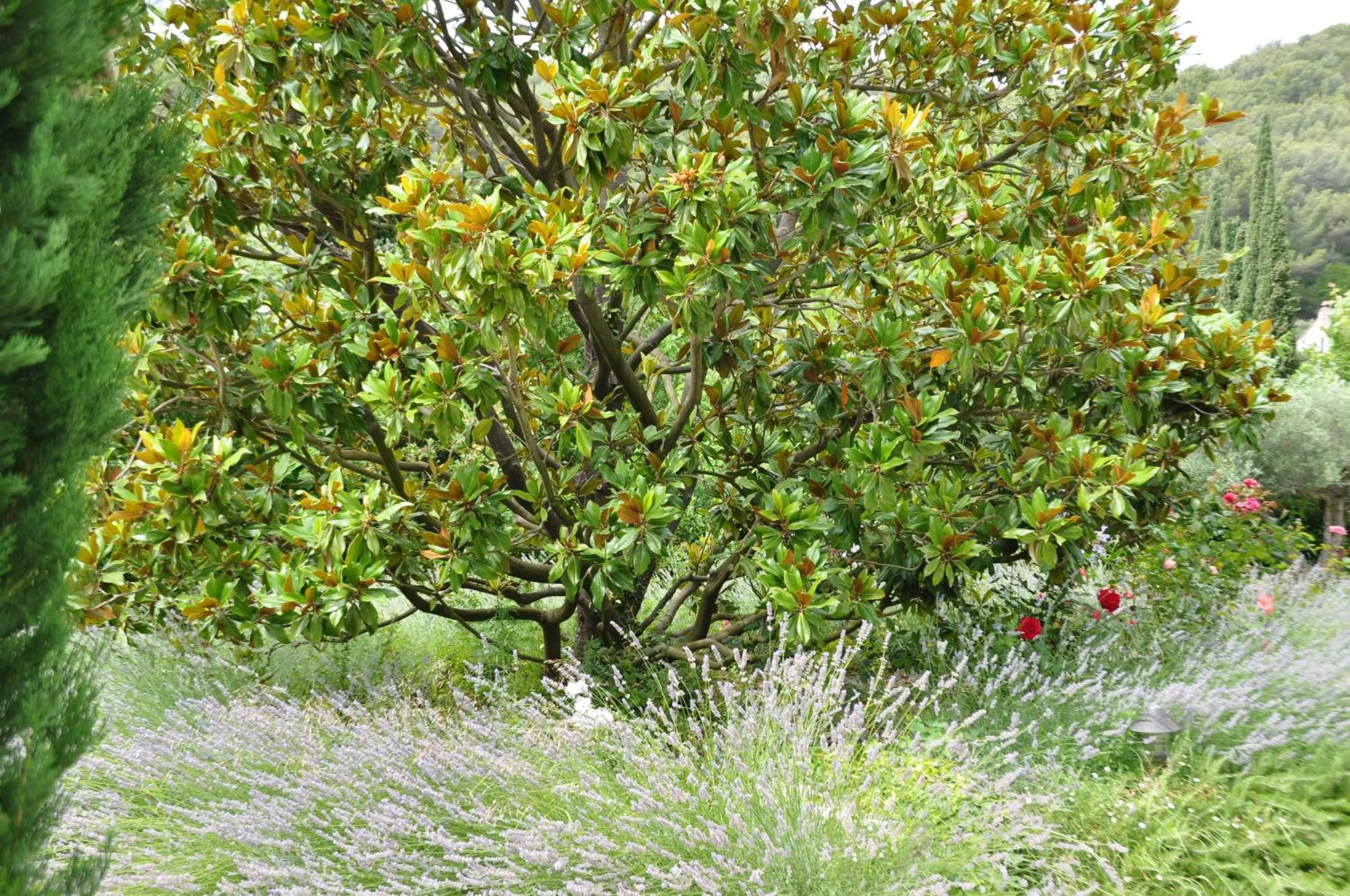 Garden in Mas du Perthus