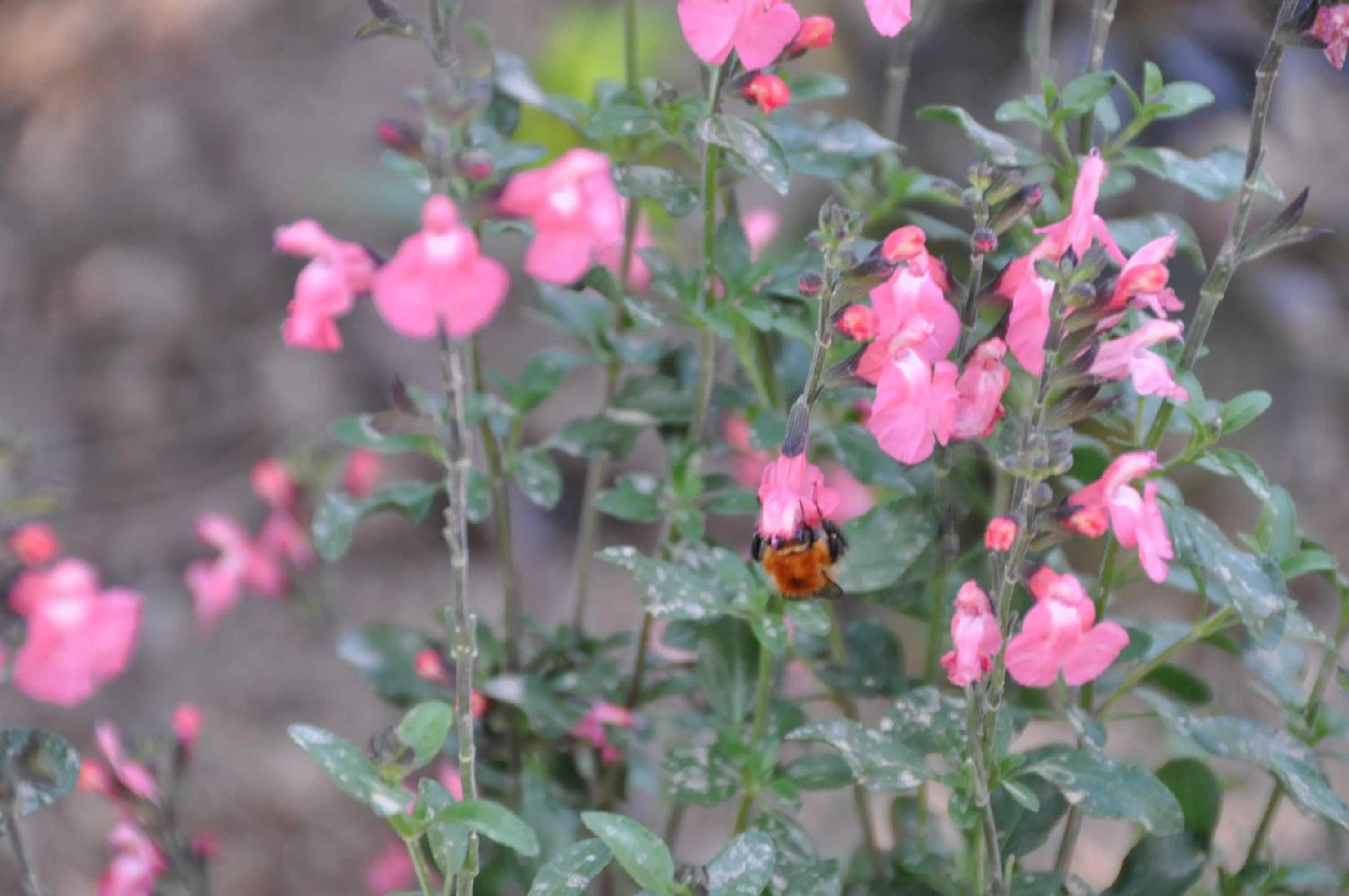 Garden in Mas du Perthus