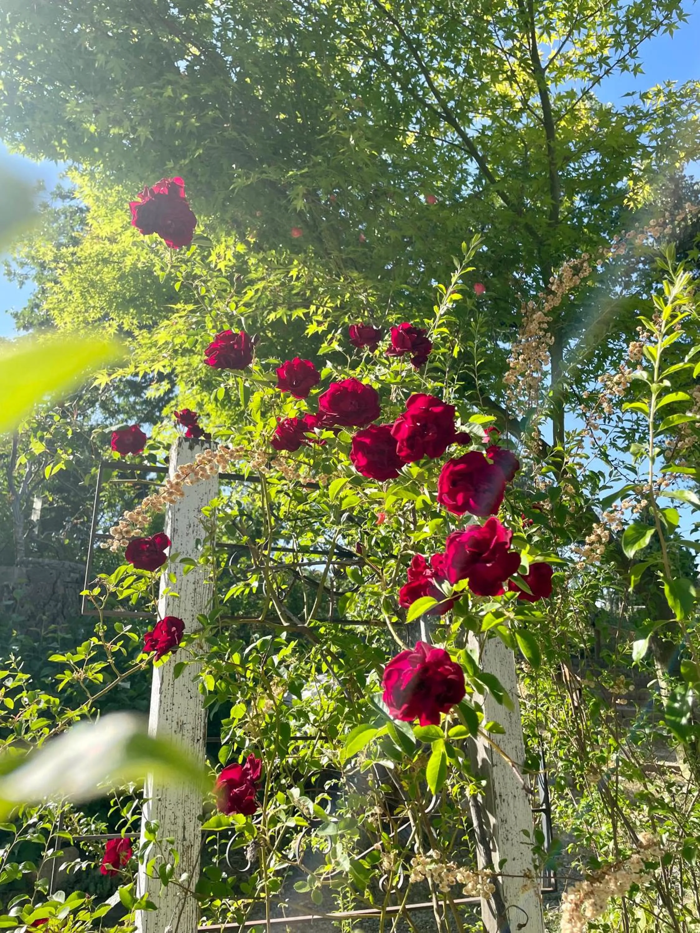 Natural landscape in Sierra Mountain Lodge - Vacation Rentals - Yosemite