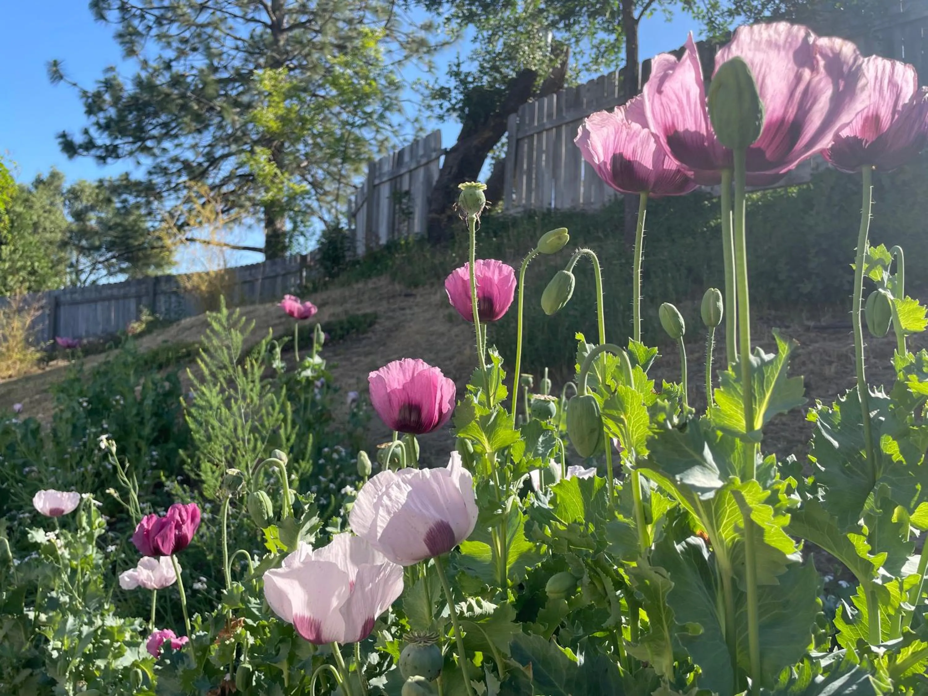 Spring in Sierra Mountain Lodge - Vacation Rentals - Yosemite