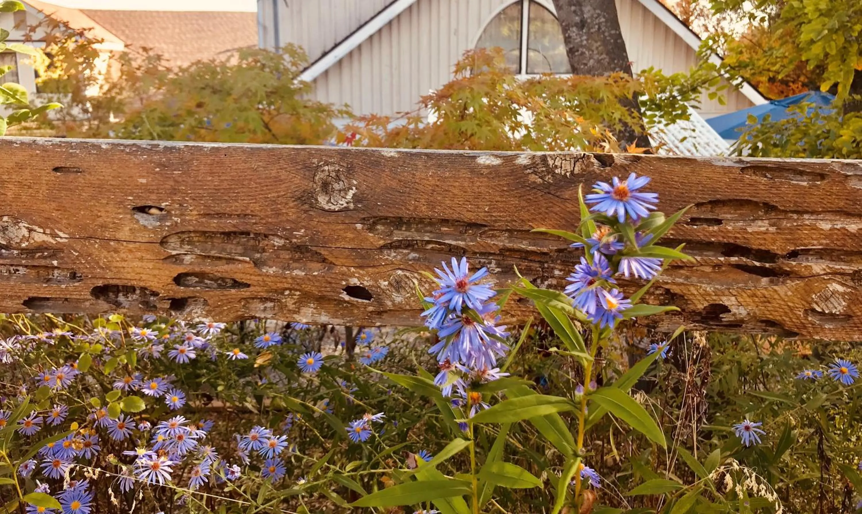 Natural landscape in Sierra Mountain Lodge - Vacation Rentals - Yosemite