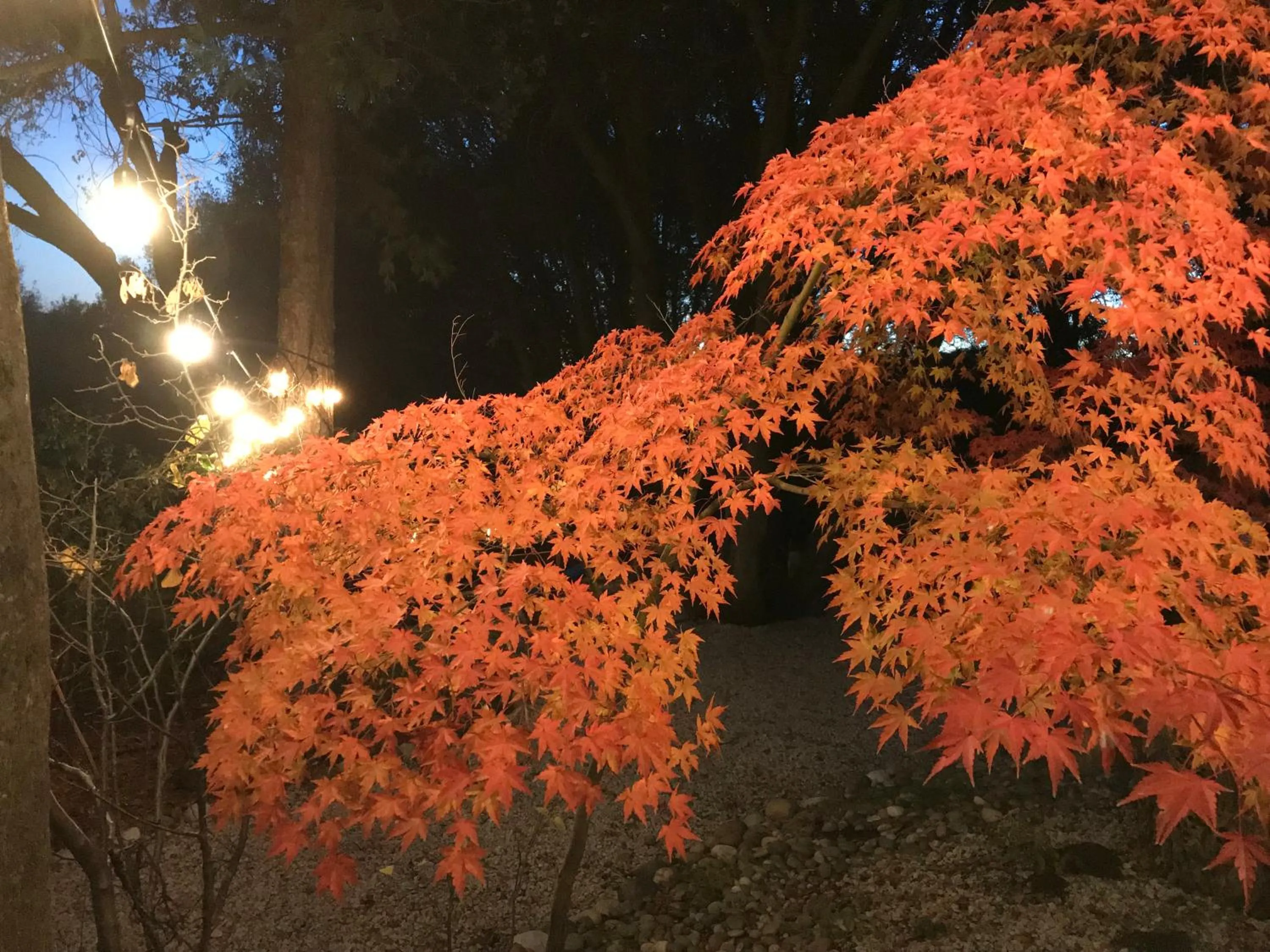 Garden in Sierra Mountain Lodge - Vacation Rentals - Yosemite