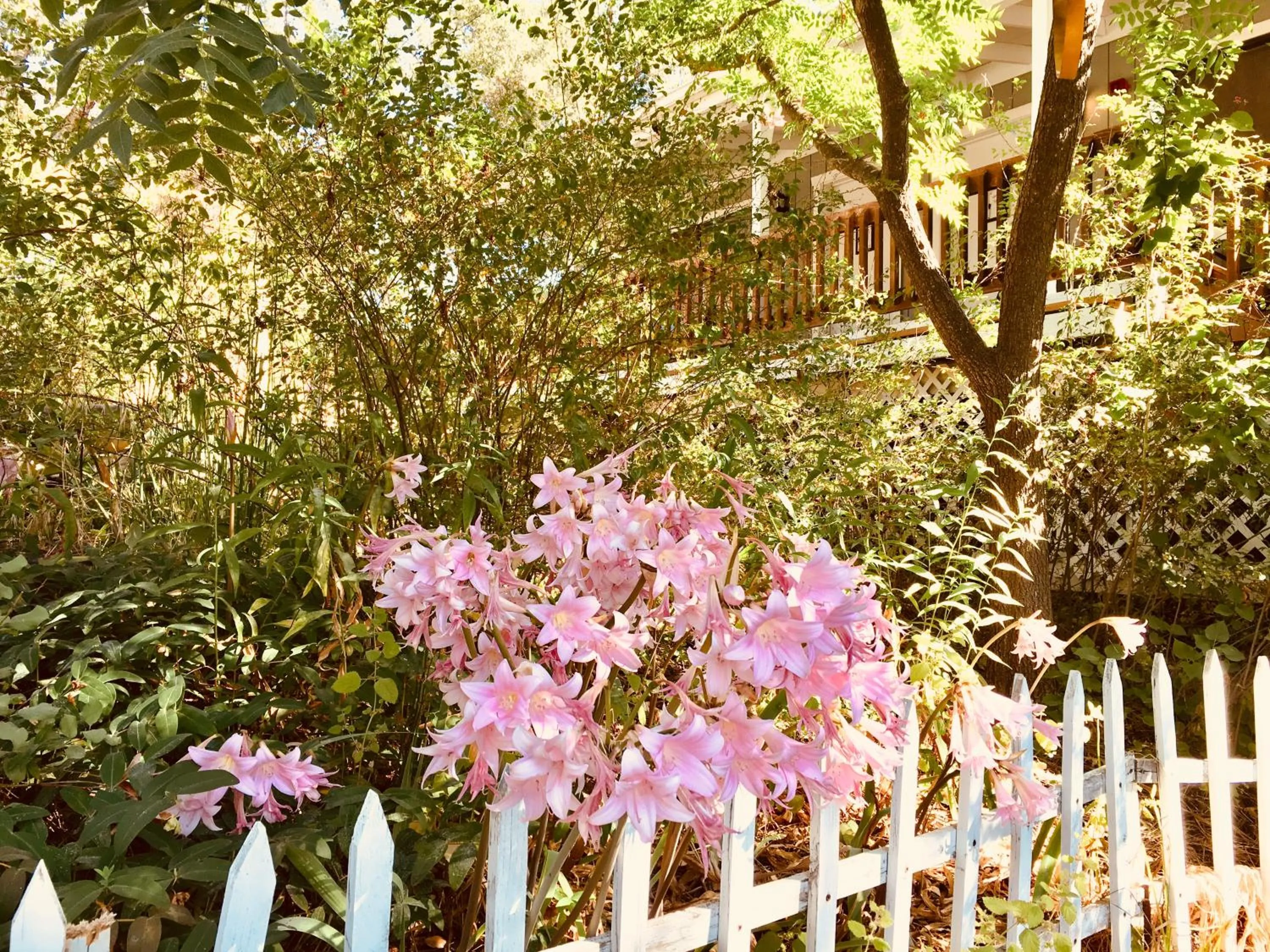 Garden in Sierra Mountain Lodge - Vacation Rentals - Yosemite