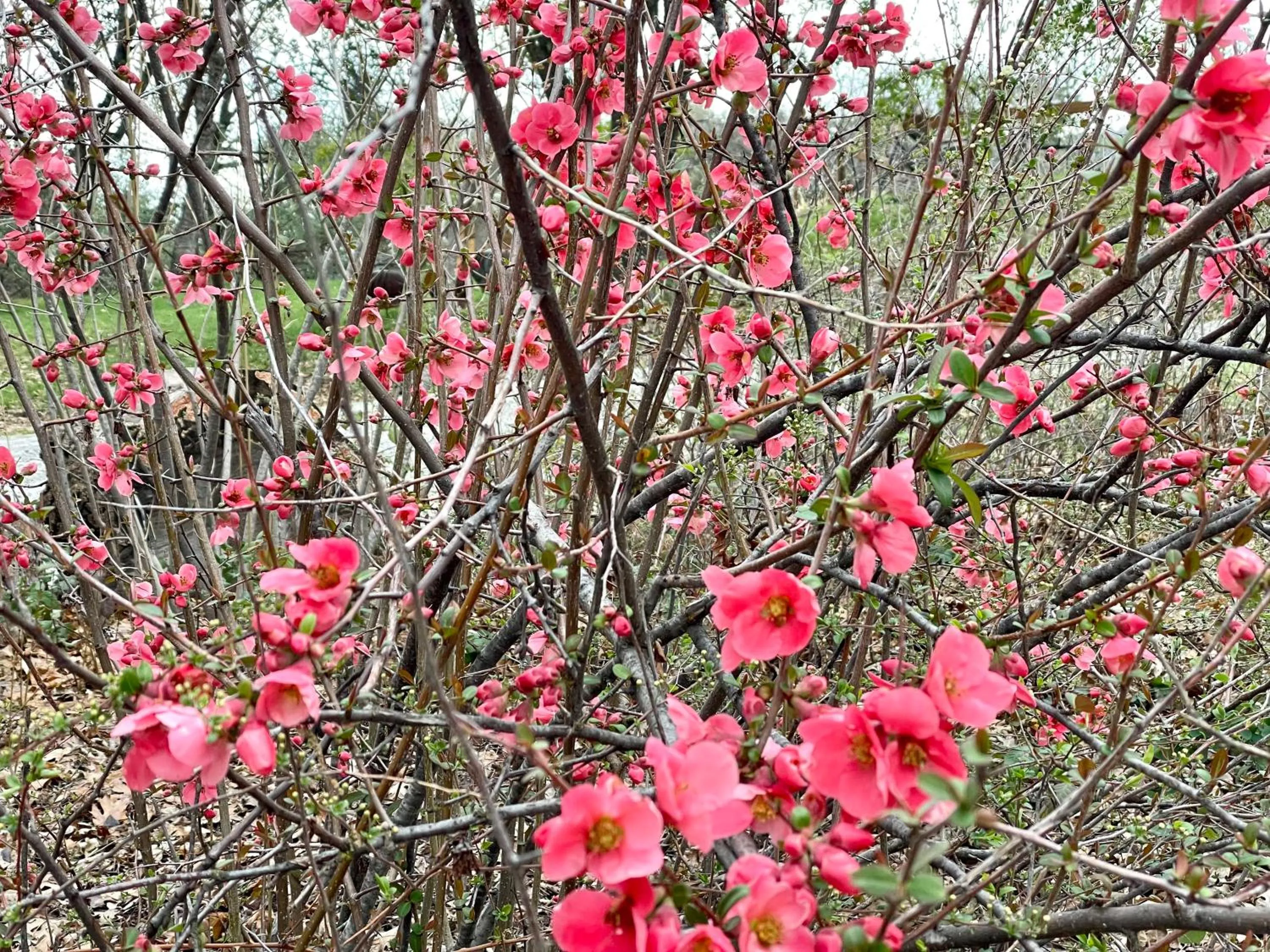Natural landscape in Sierra Mountain Lodge - Vacation Rentals - Yosemite