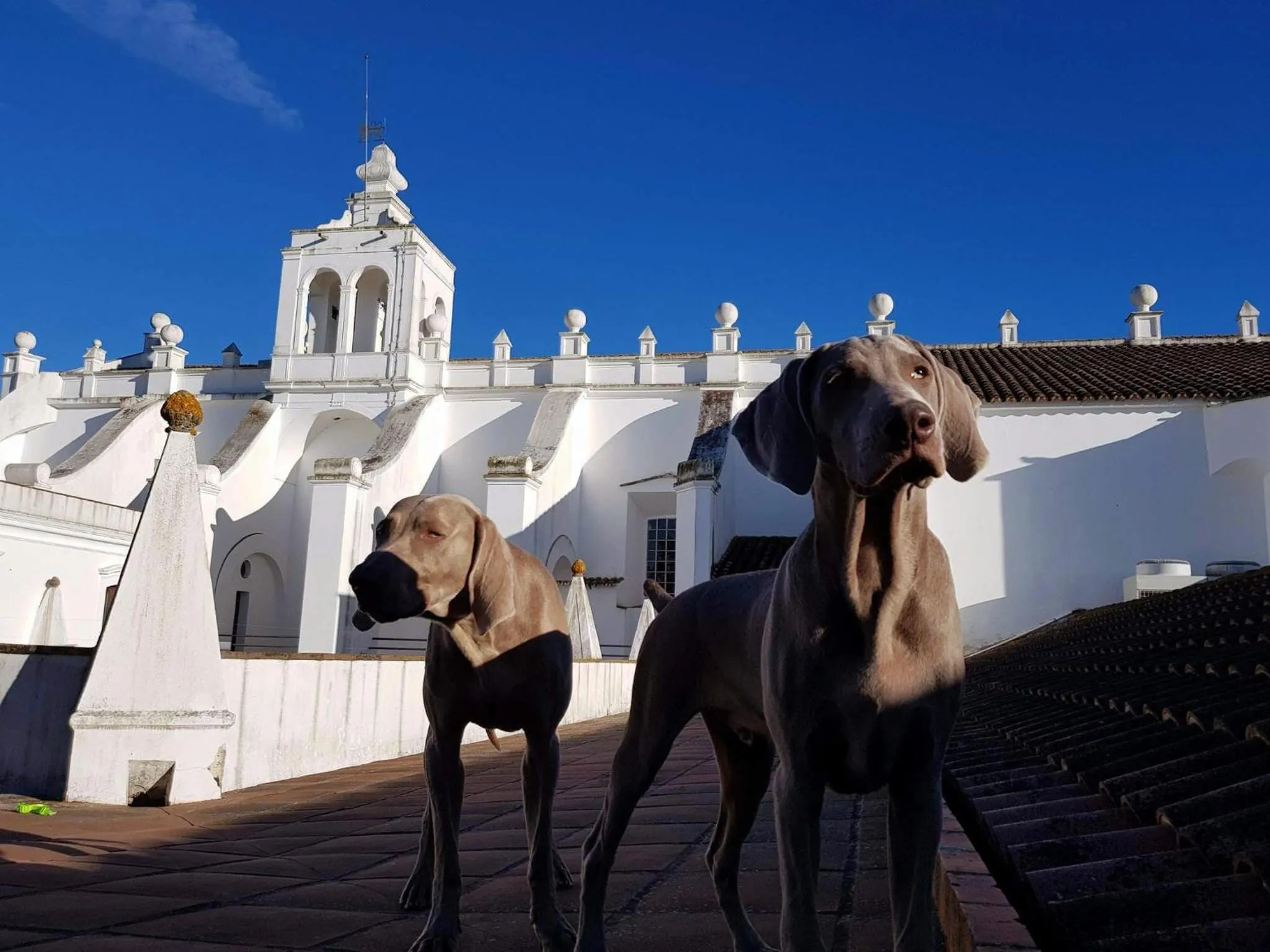 Pets in Convento do Espinheiro, Historic Hotel & Spa