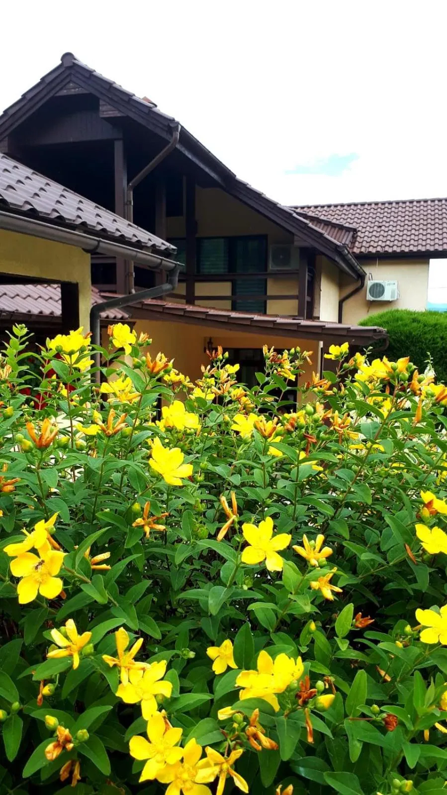 Garden in Silva House