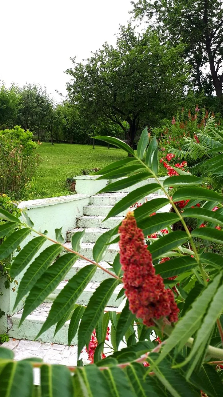 Garden in Silva House