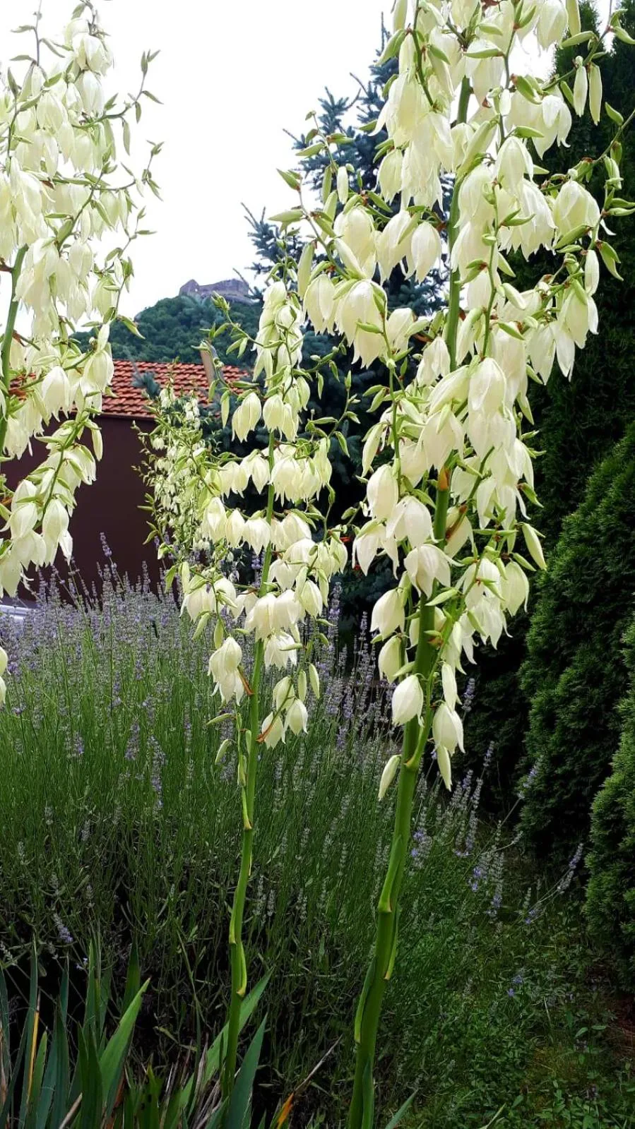 Garden in Silva House