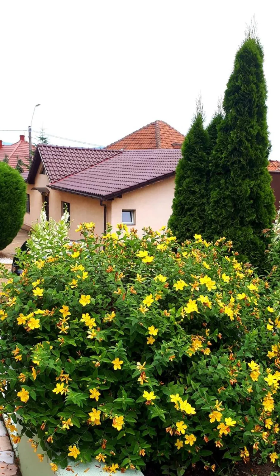 Garden in Silva House