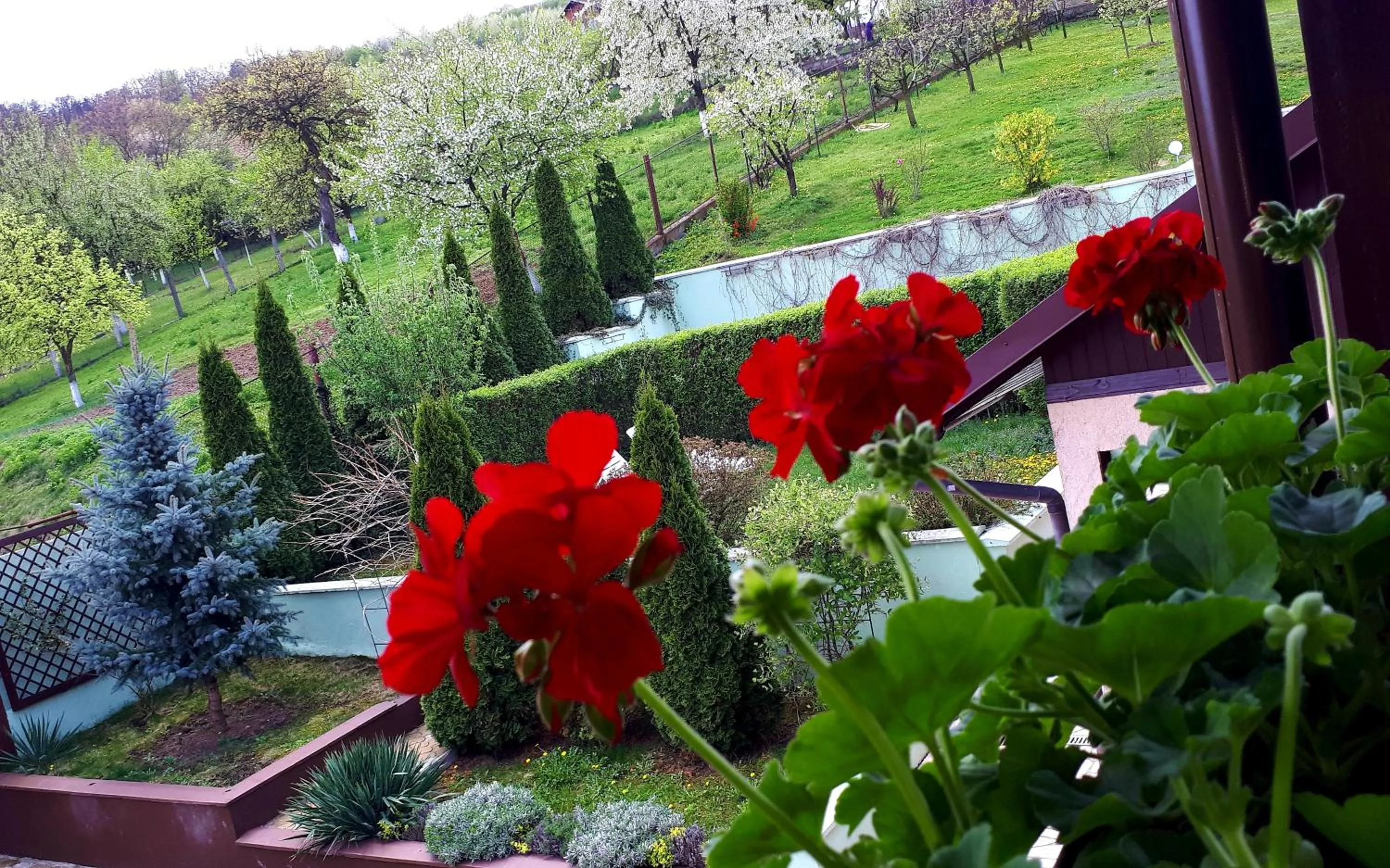 Garden in Silva House