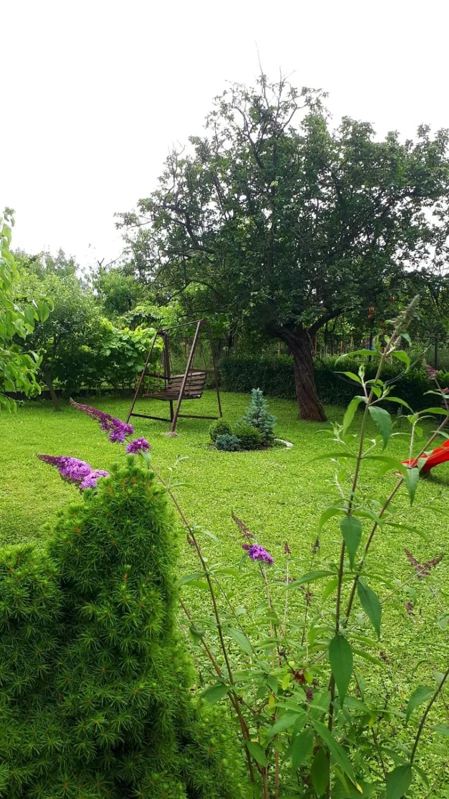 Garden in Silva House