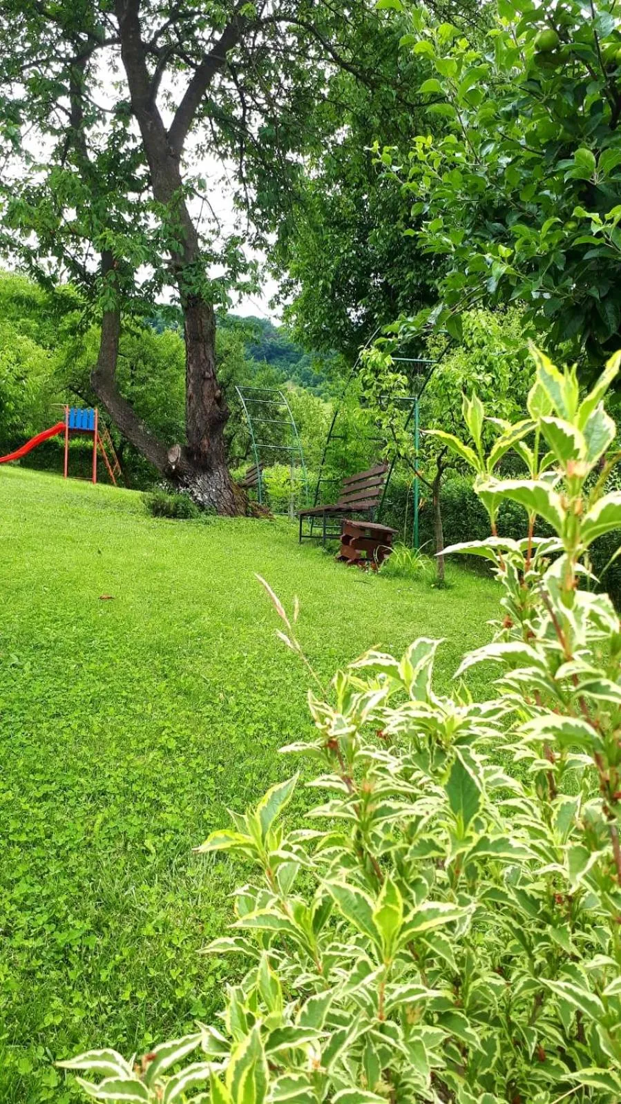 Garden in Silva House
