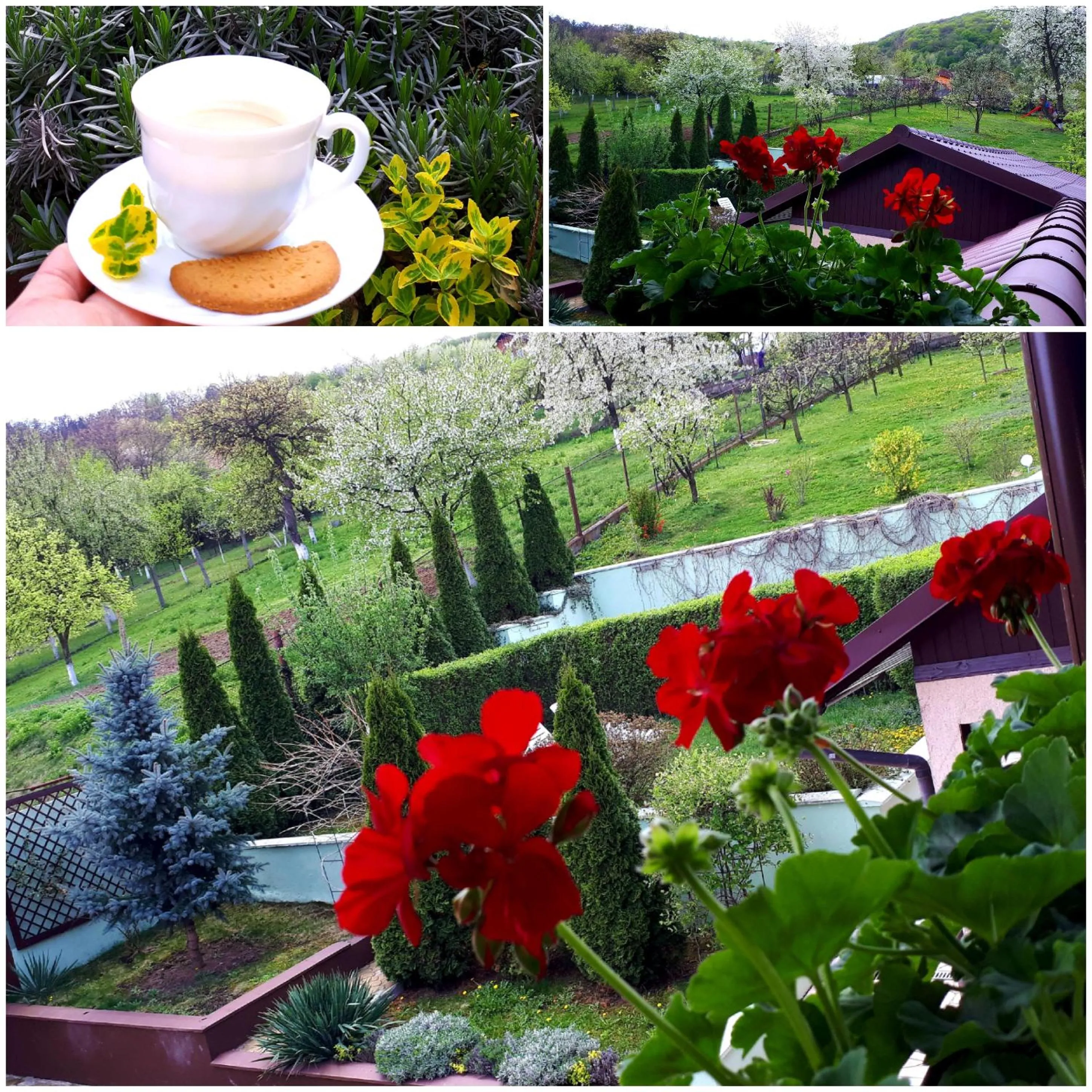 Garden in Silva House
