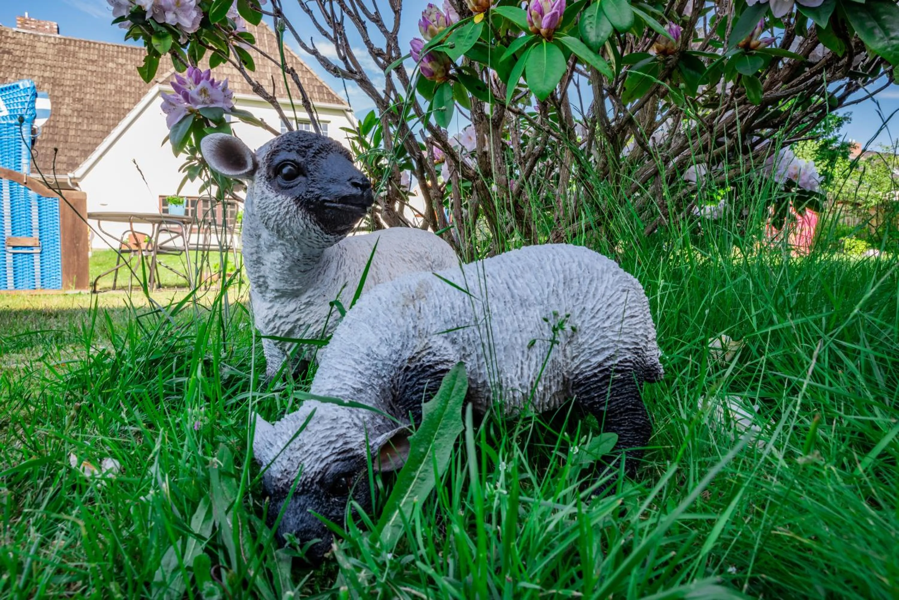 Animals in Letj Briis