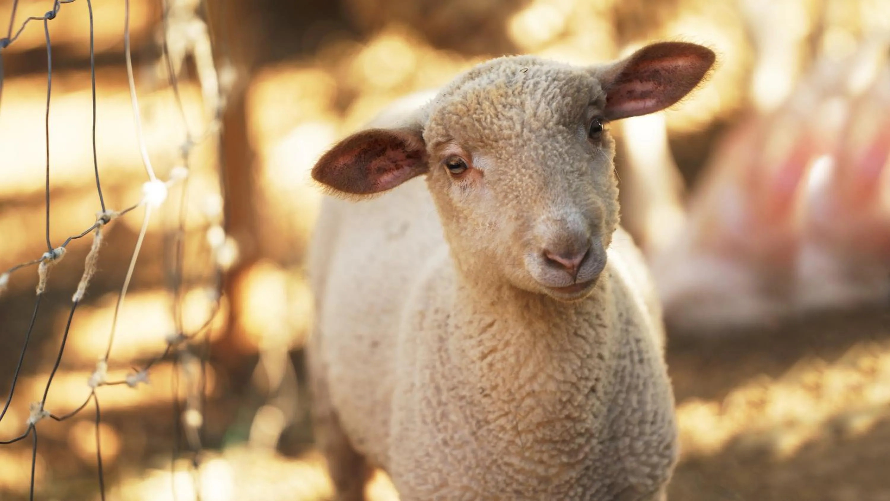 Pets in Hotel Rural Quinta do Marco - Nature & Dining