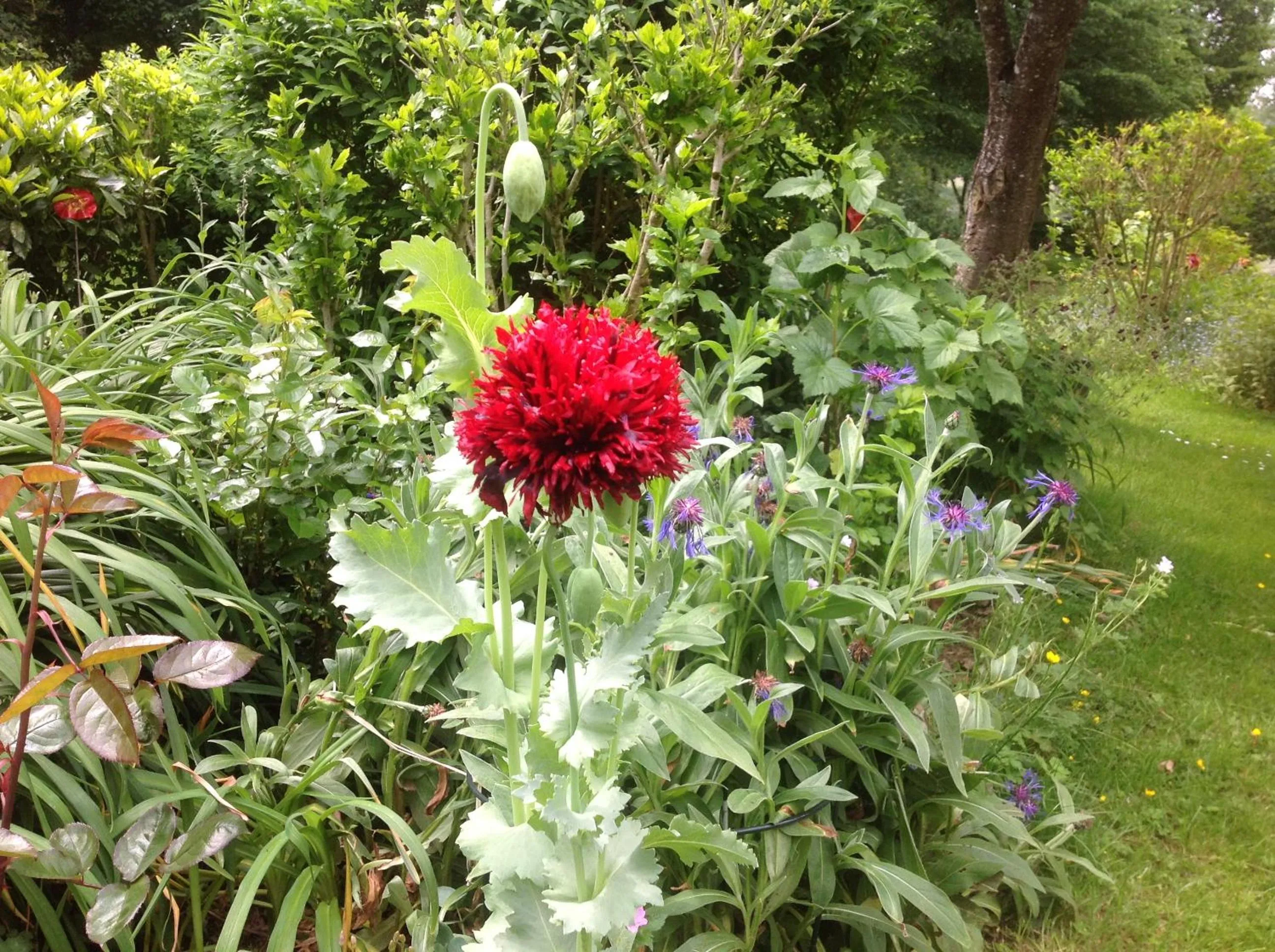 Spring in Au Pont Ricoul