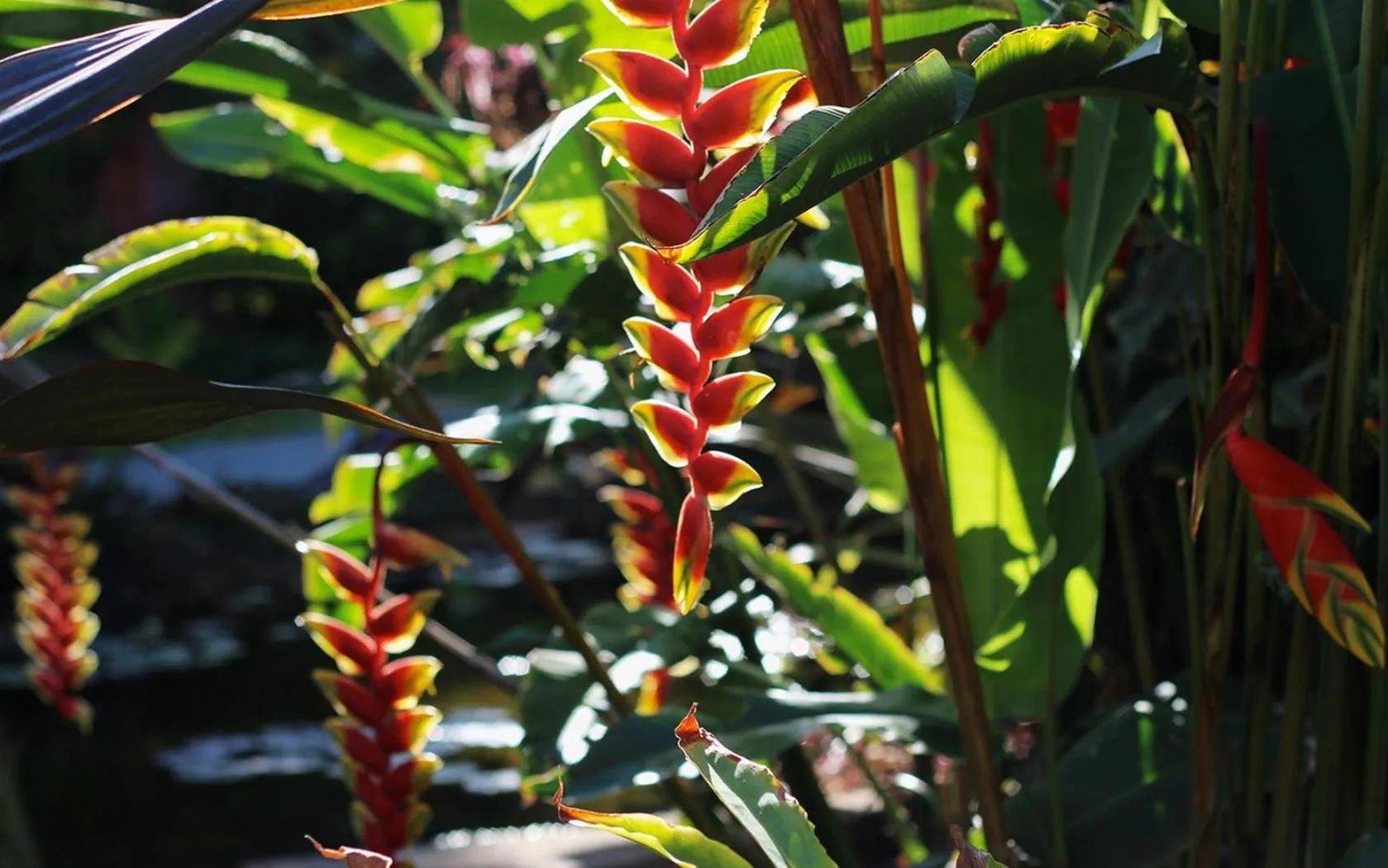 Garden in Hotel Hacienda de Abajo-Adults Only-Lujo