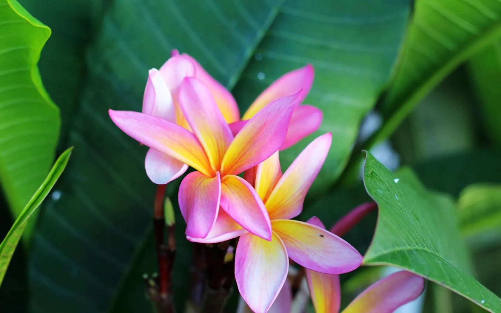 Garden in Hotel Hacienda de Abajo-Adults Only-Lujo