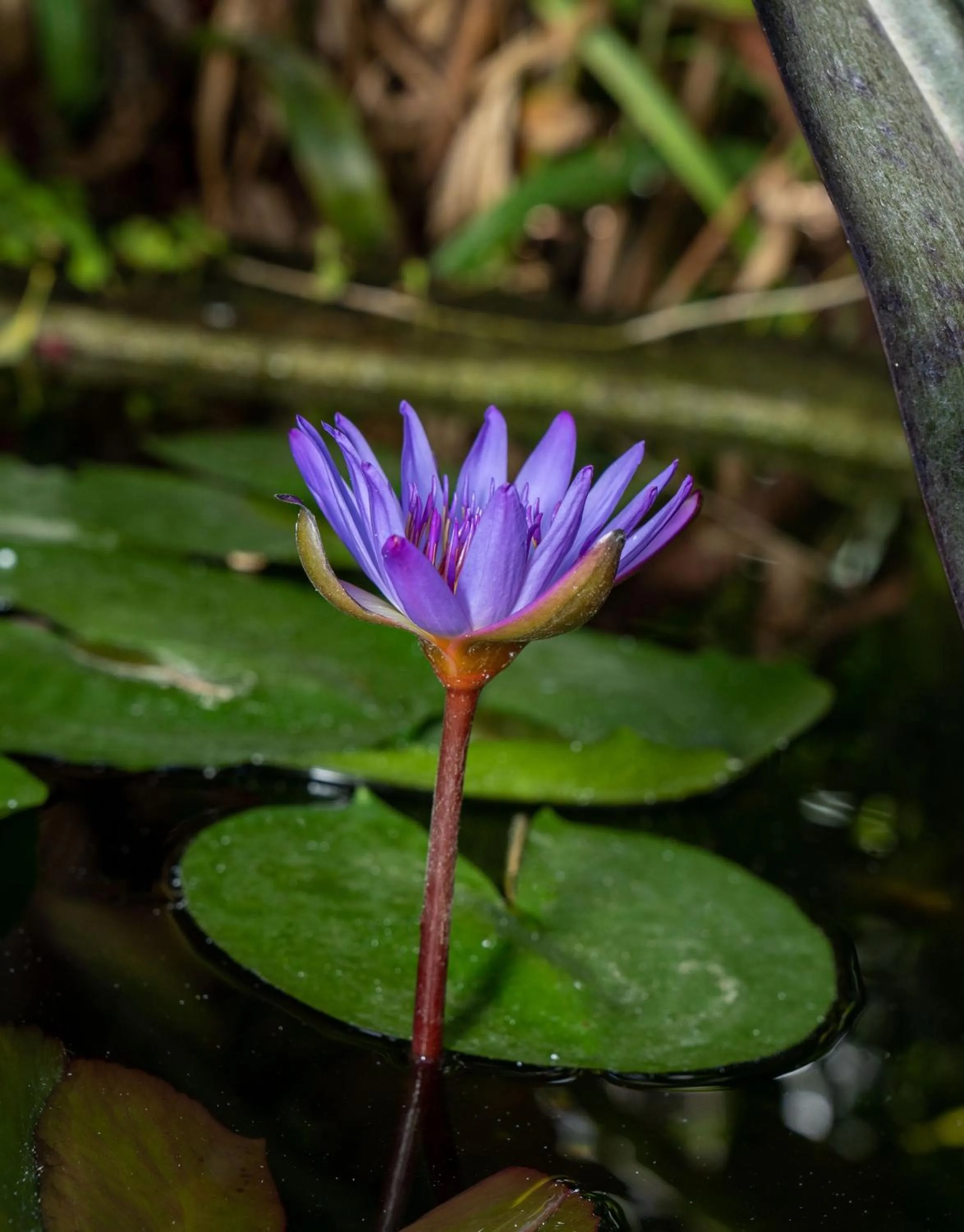 Hotel Hacienda de Abajo-Adults Only-Lujo