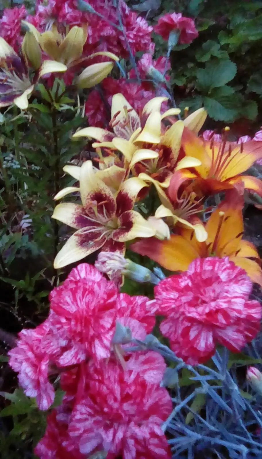 Garden in Beechlands B & B