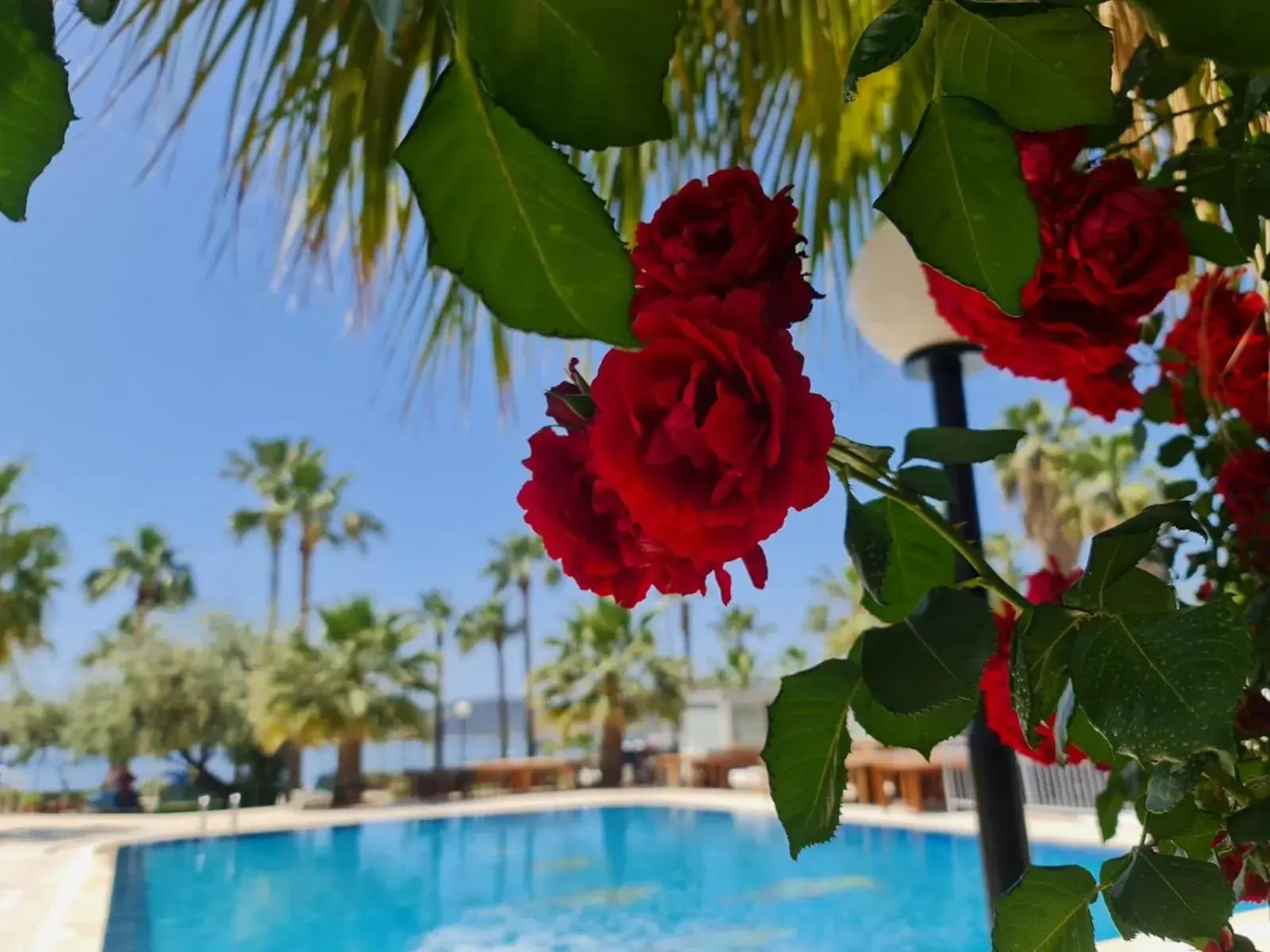 Pool view in Nagi Beach Hotel Pool view in Nagi Beach Hotel