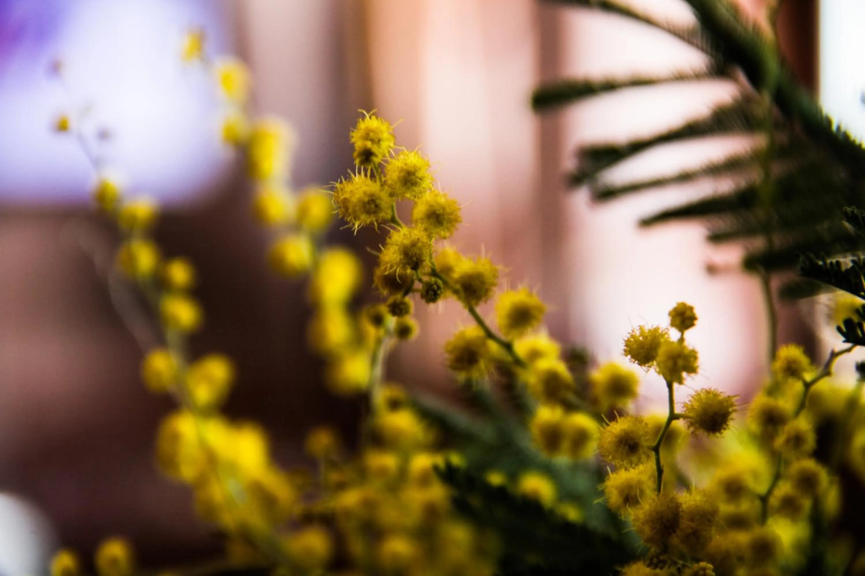 Garden in Hotel at Gomi 19