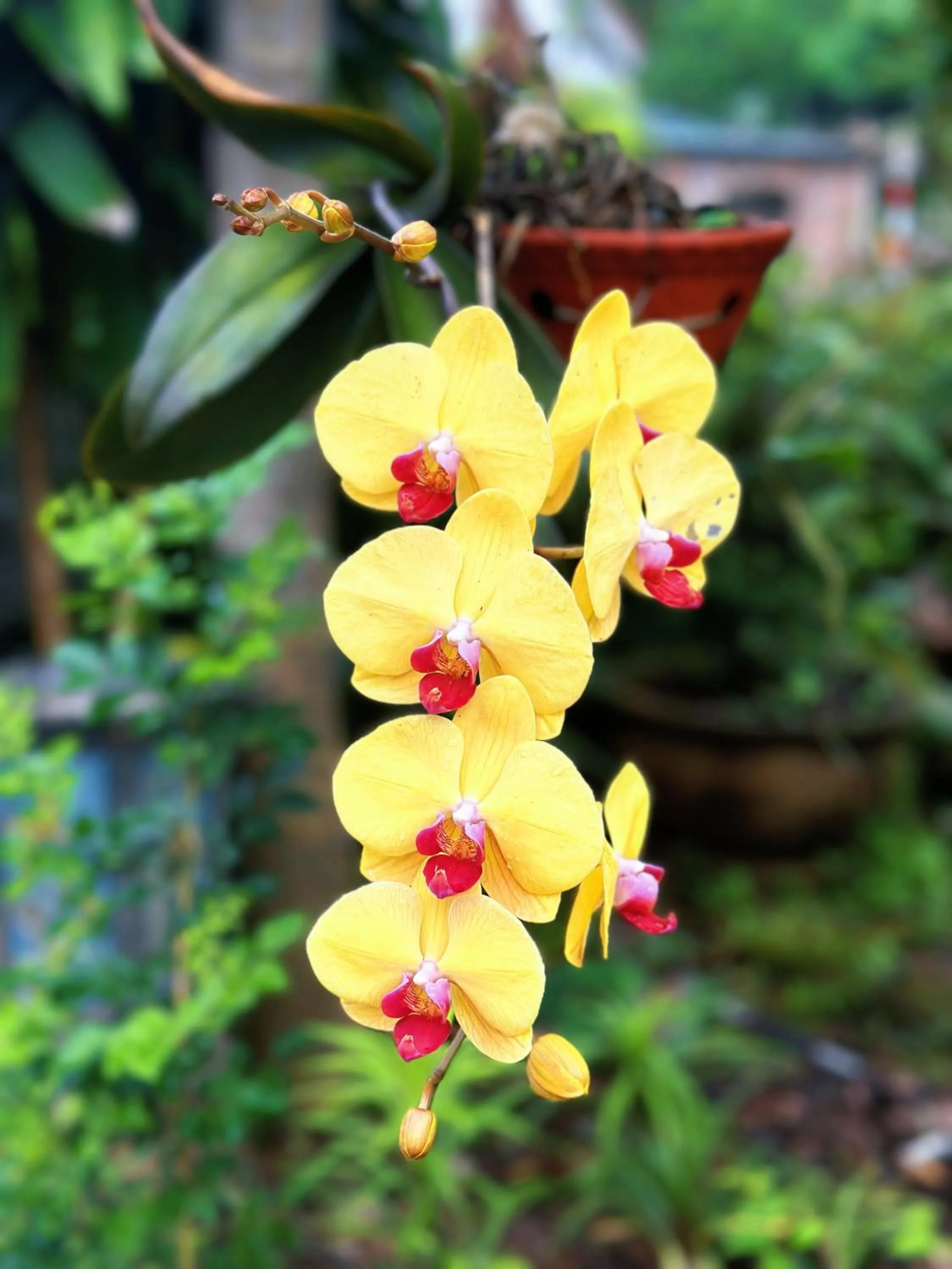 Garden in Loren Homestay