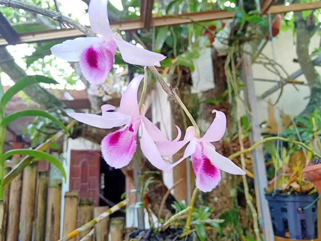 Garden in Loren Homestay