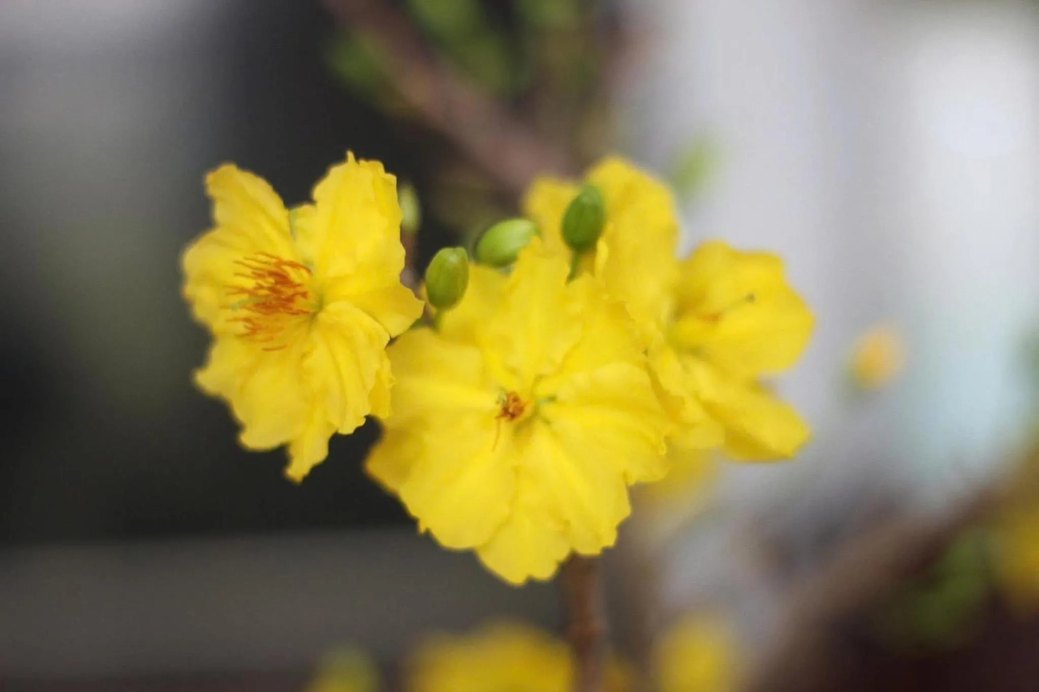 Spring in Loren Homestay