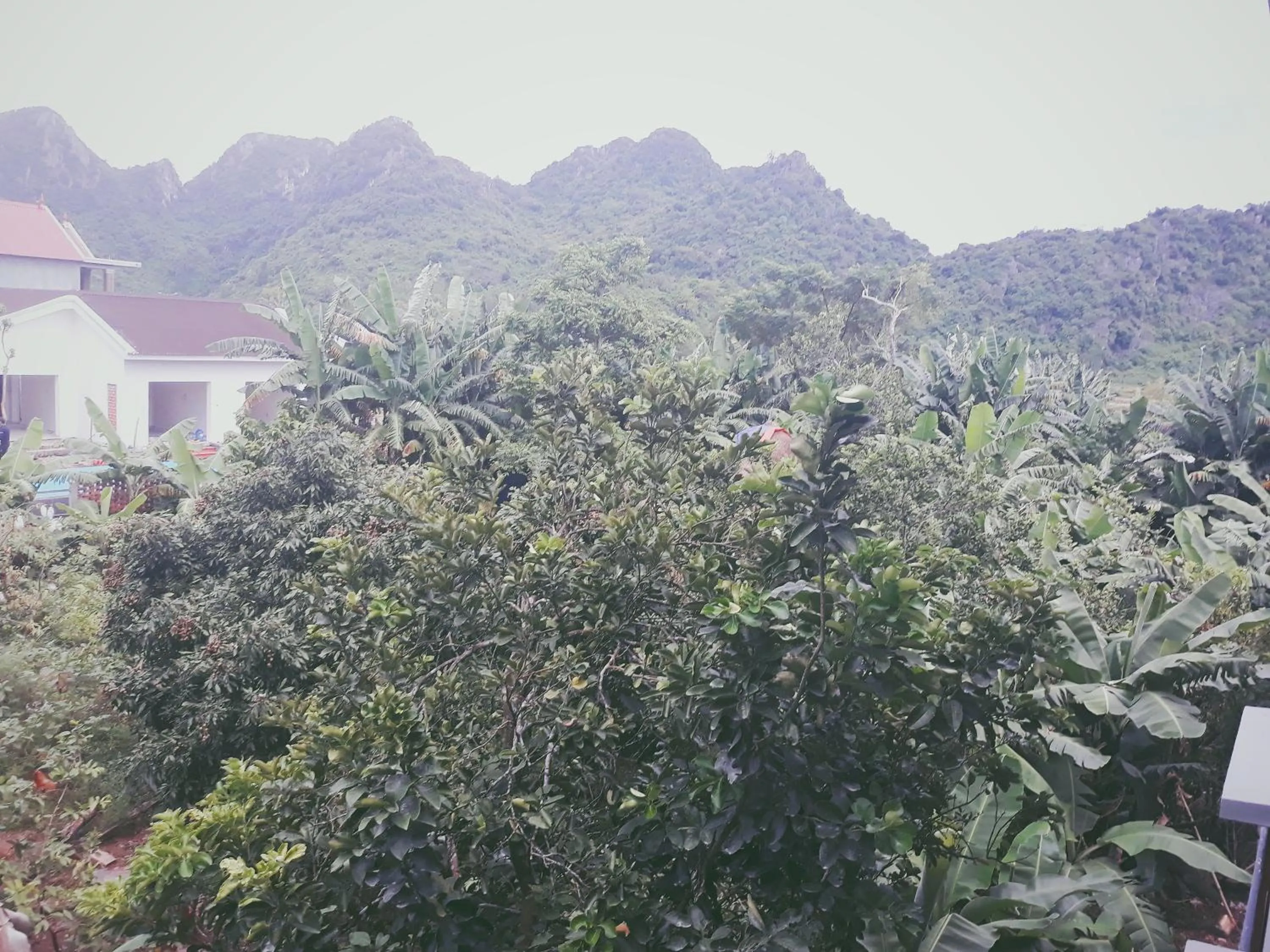 Garden in Loren Homestay