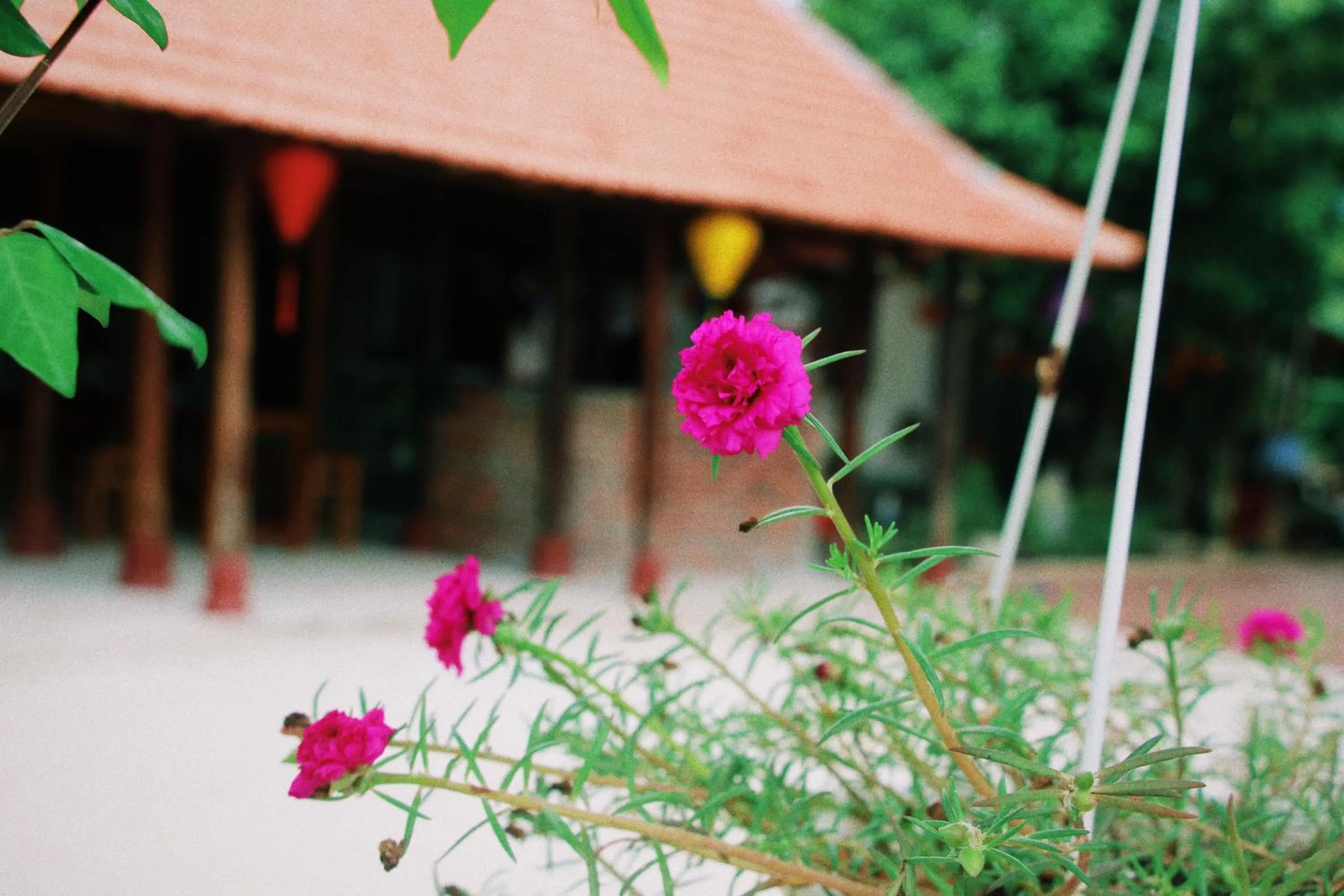 Patio in Loren Homestay