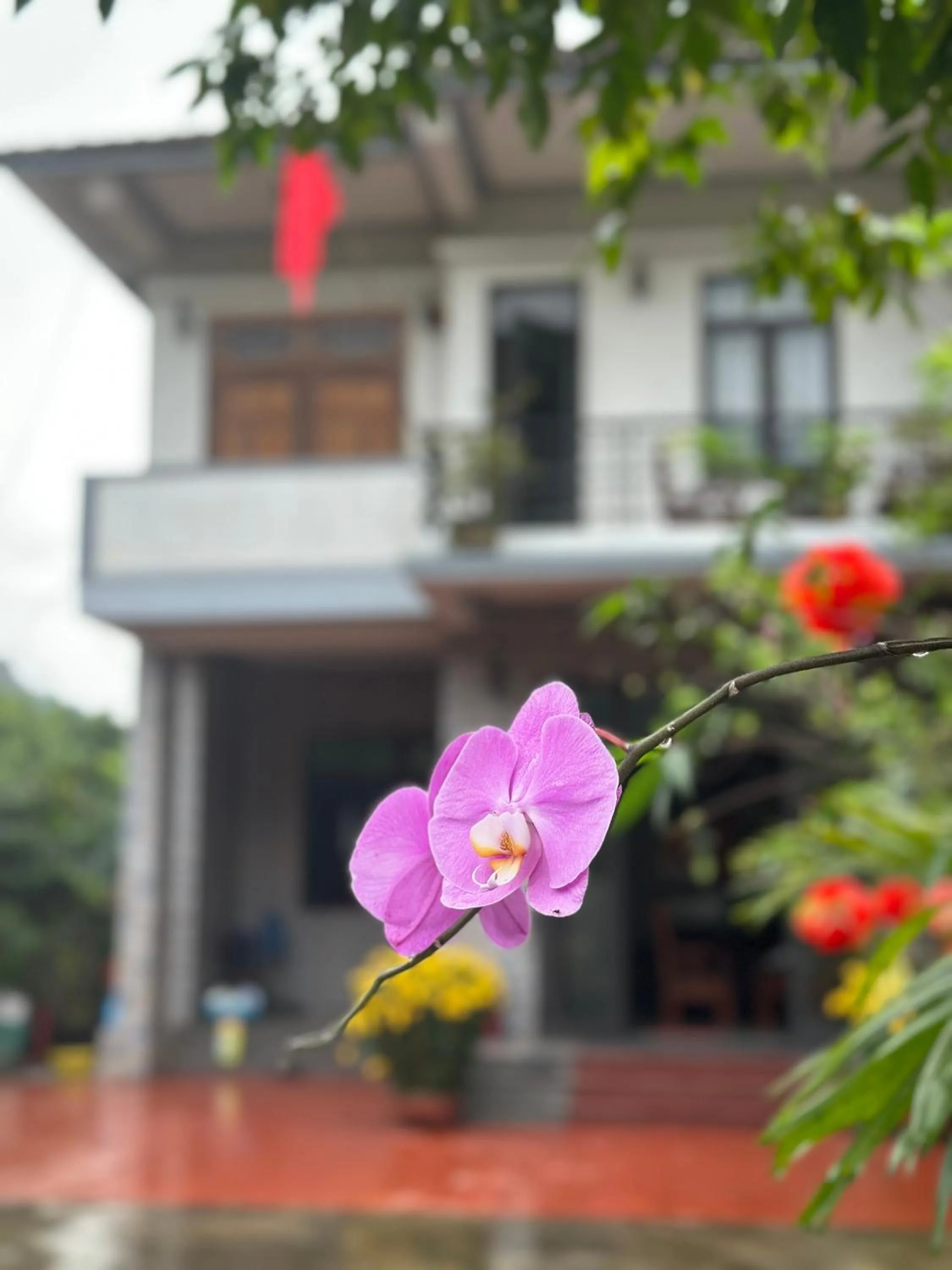 Garden in Loren Homestay